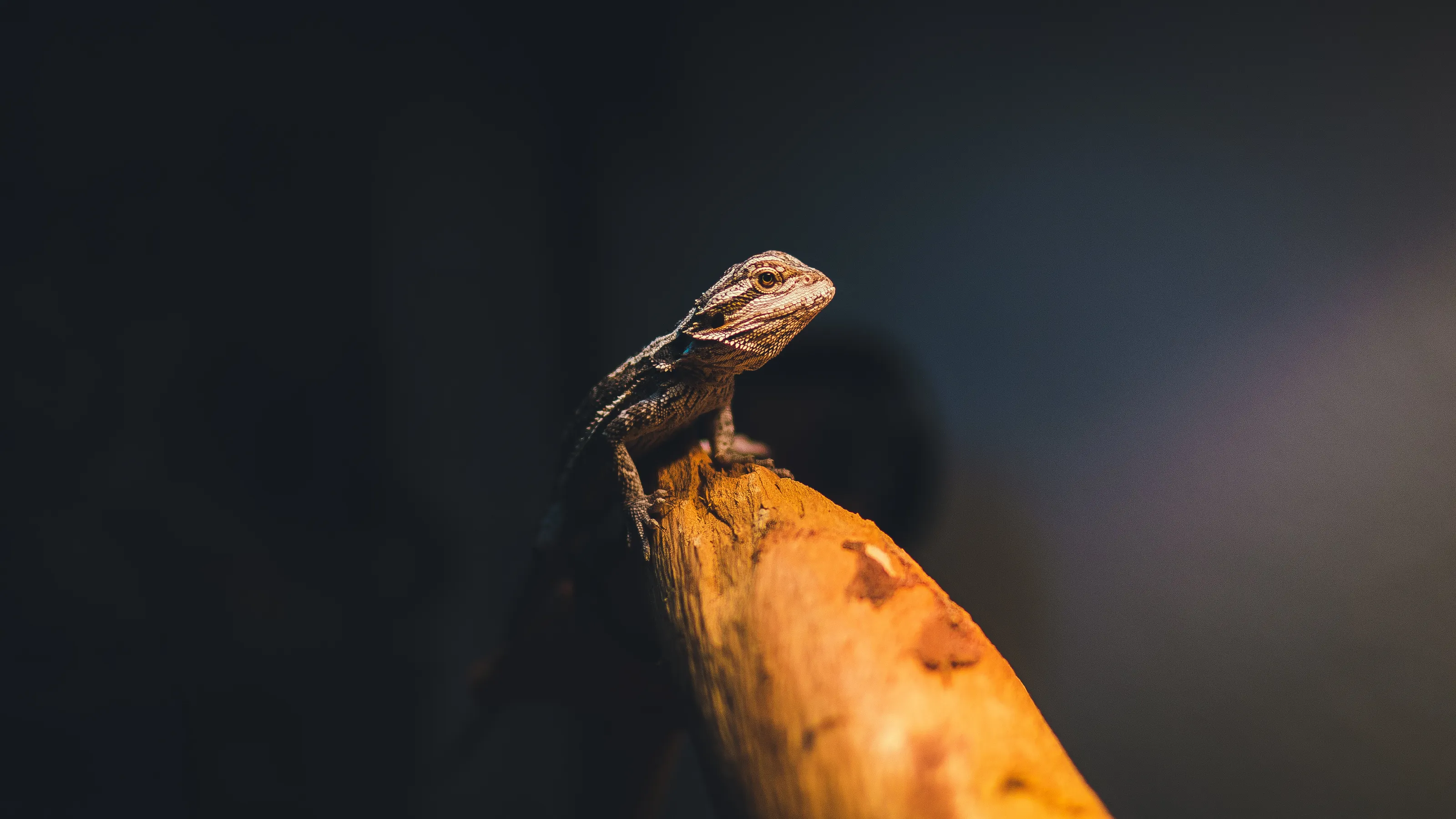 Baby Bearded Dragon Contemplates its Reality