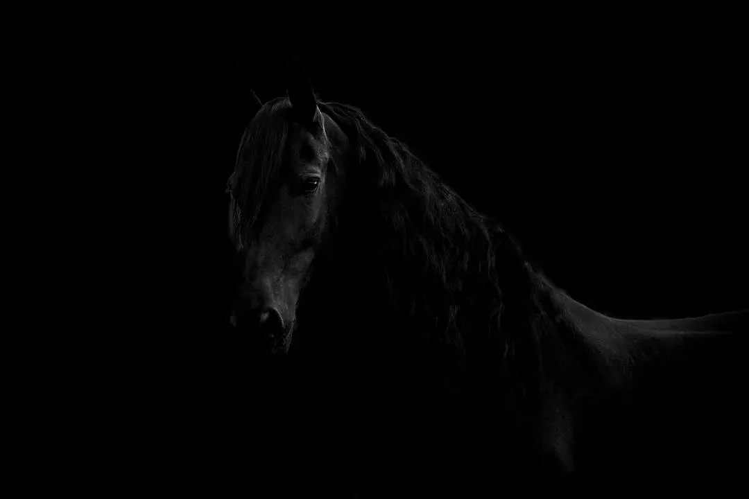 Friesian horse on black