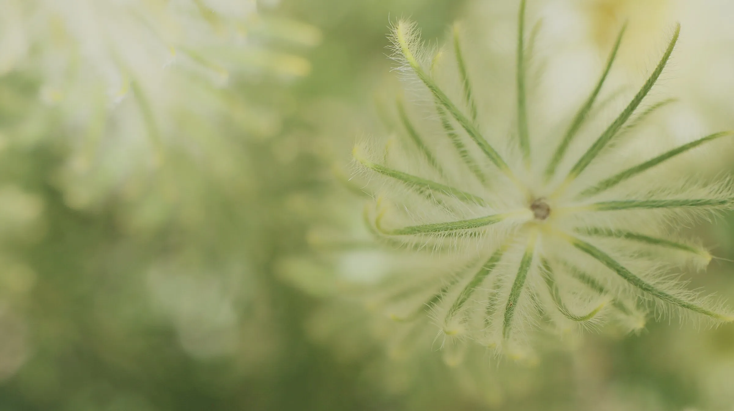 Green peace