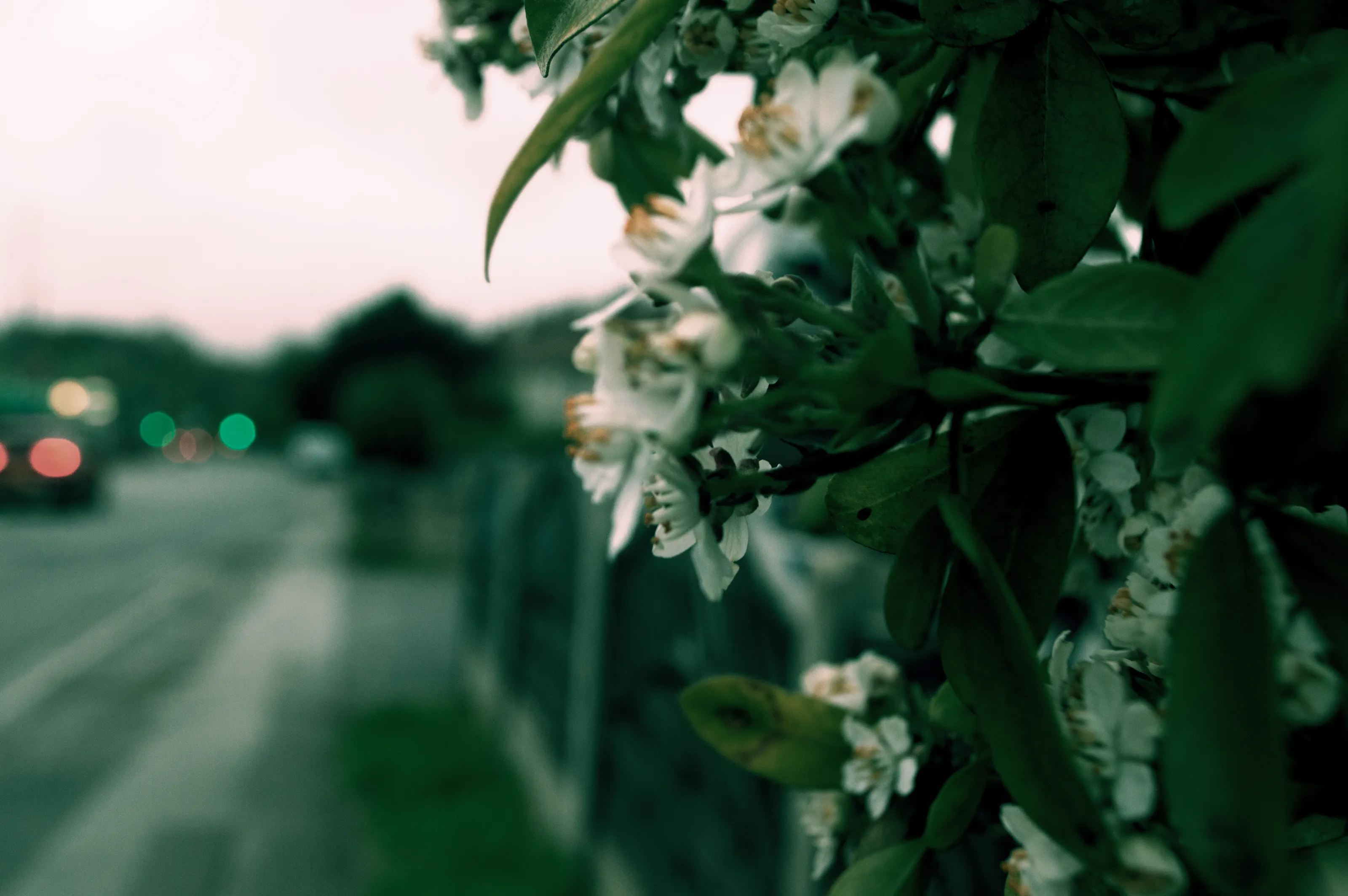 Blossoming Beauty