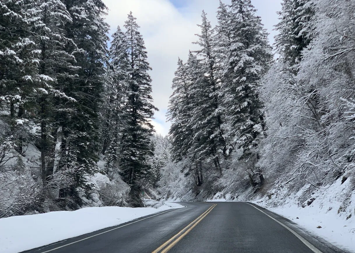 Snowy Trees