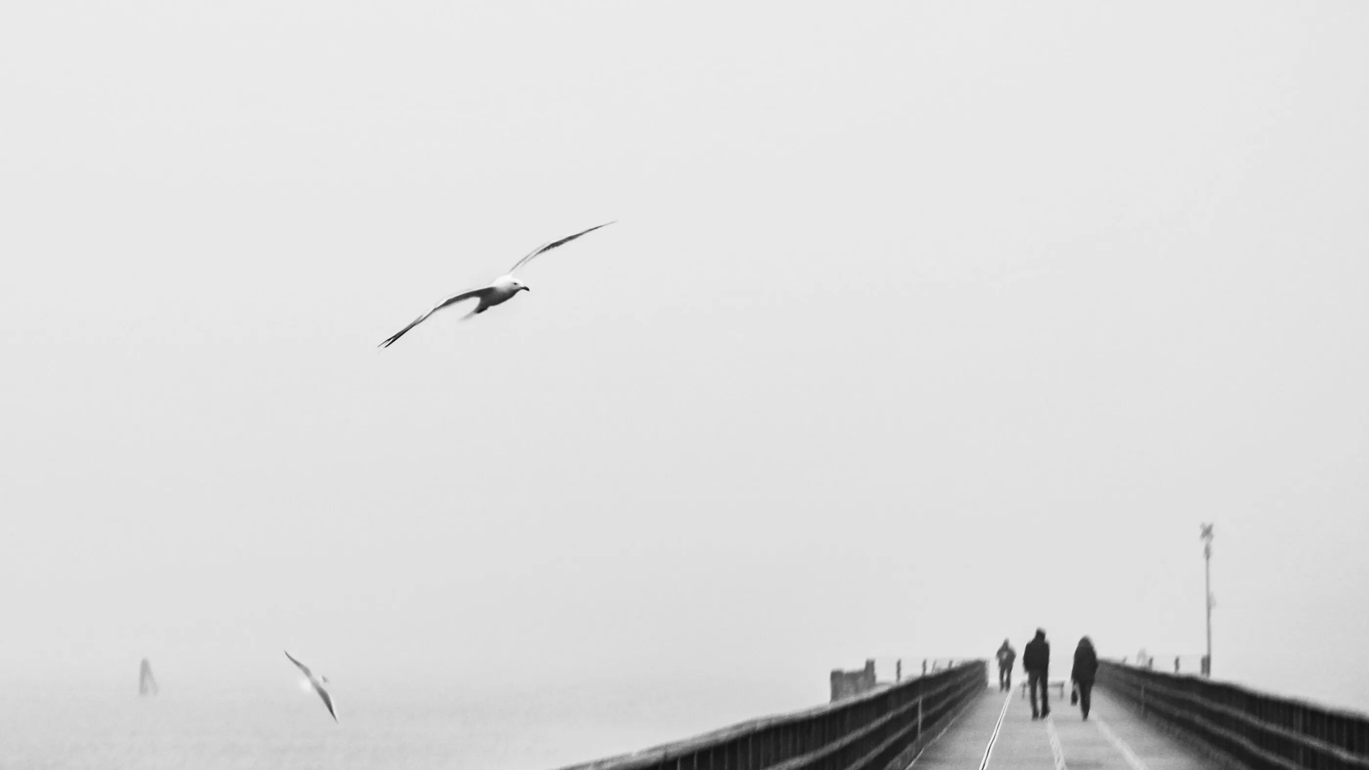 Seagull