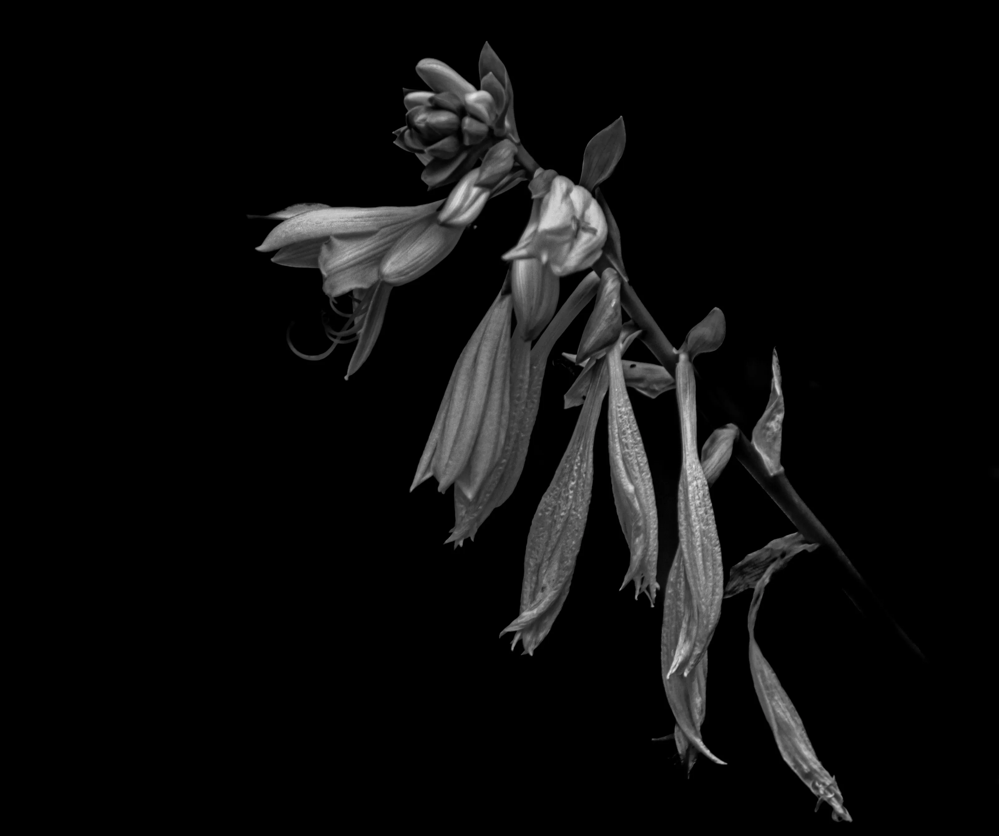 Lilies in dark