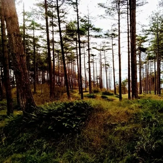 N Forest, Anglesey, UK