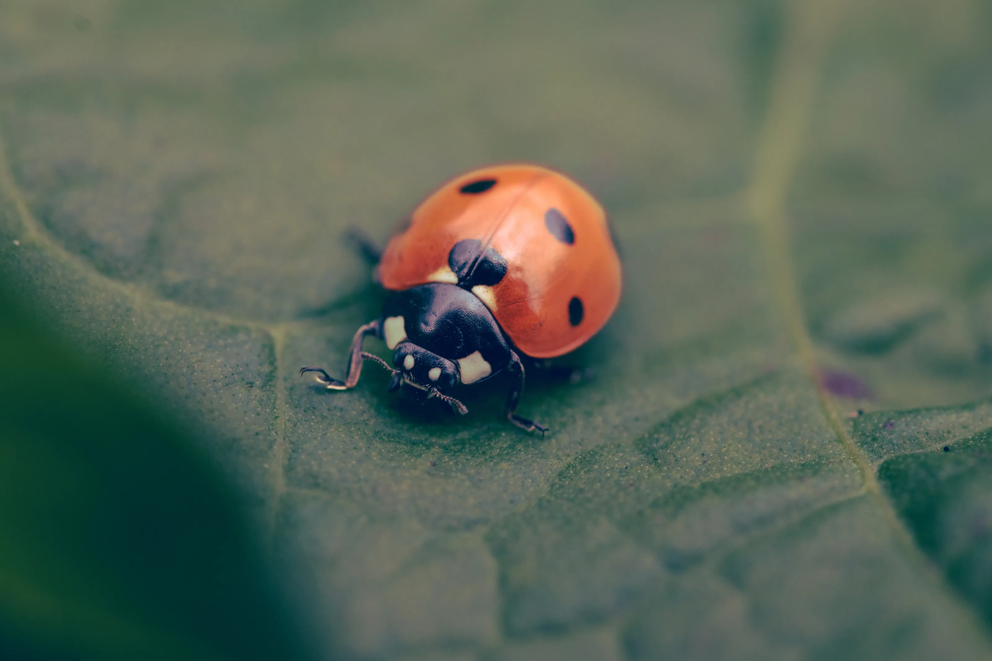 Ladybird