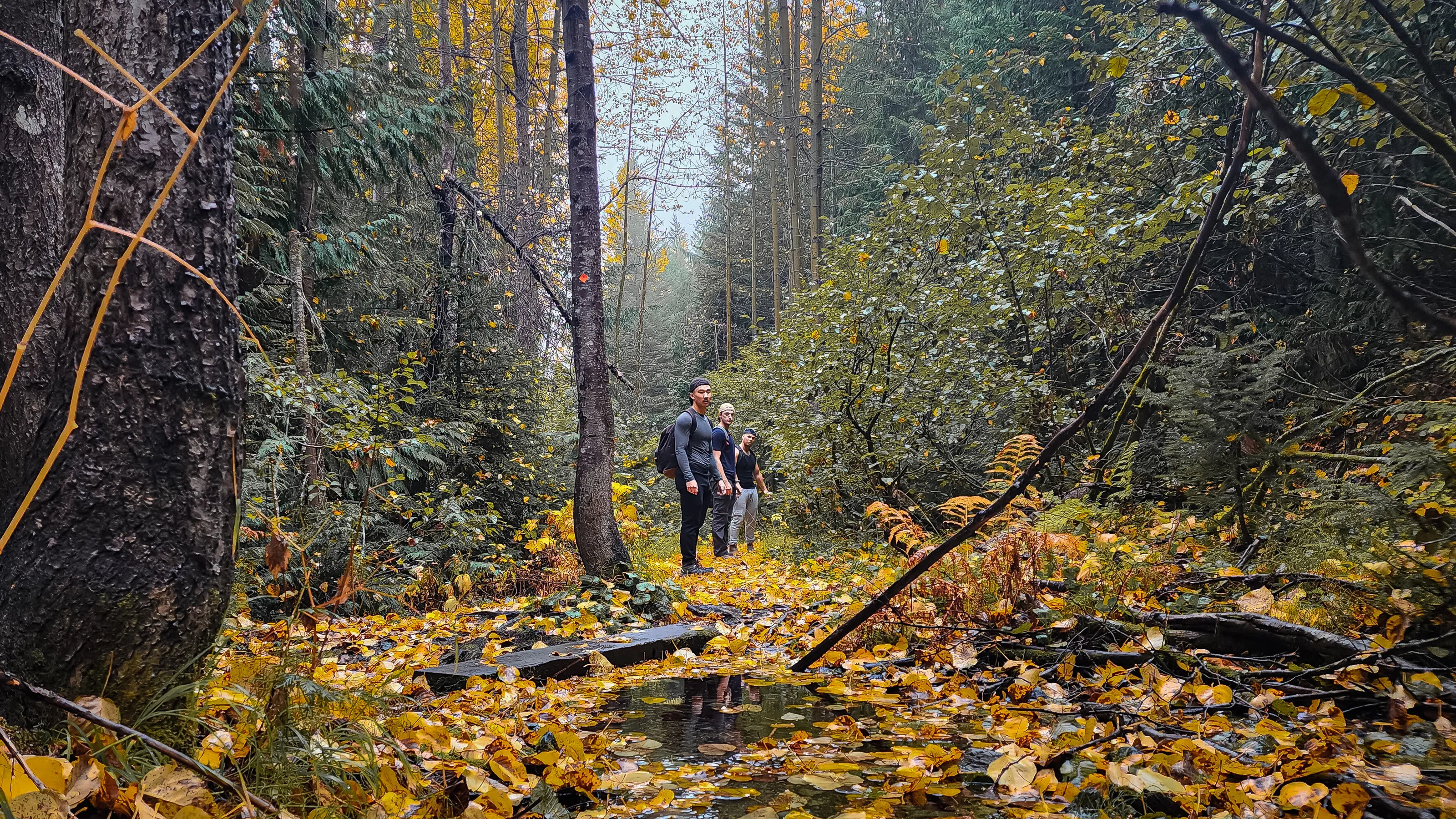 After the leaves fall