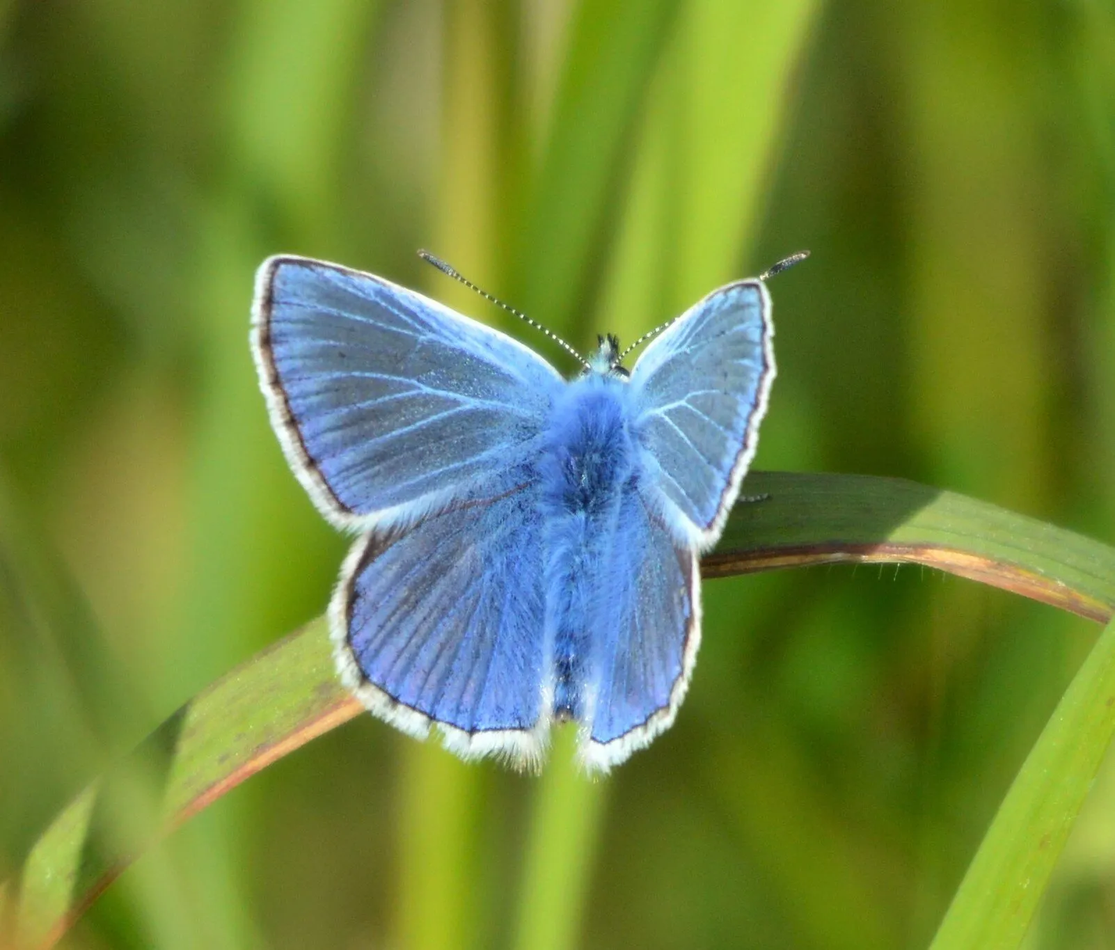 little blue