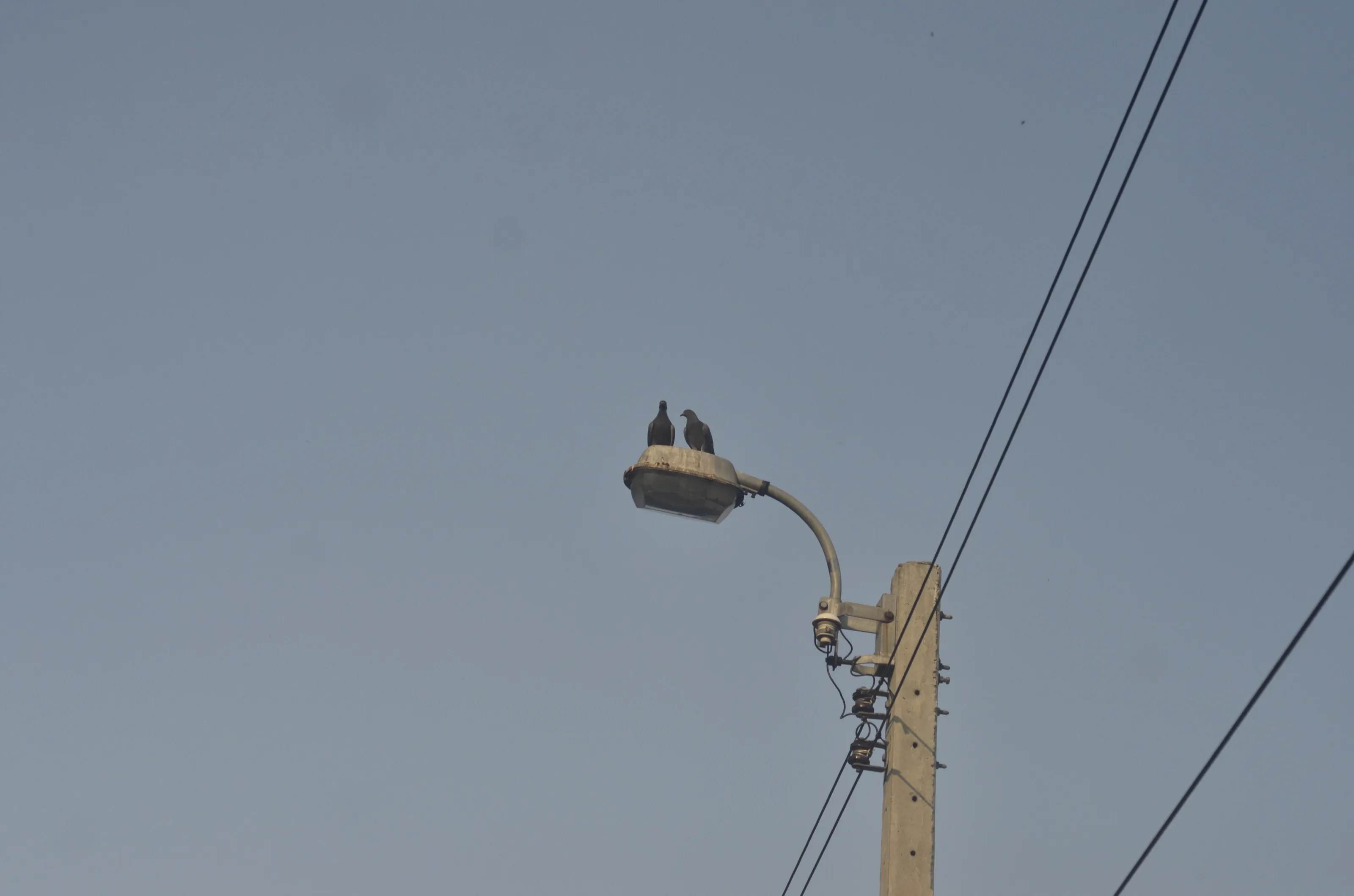 Pigeons On Lamp