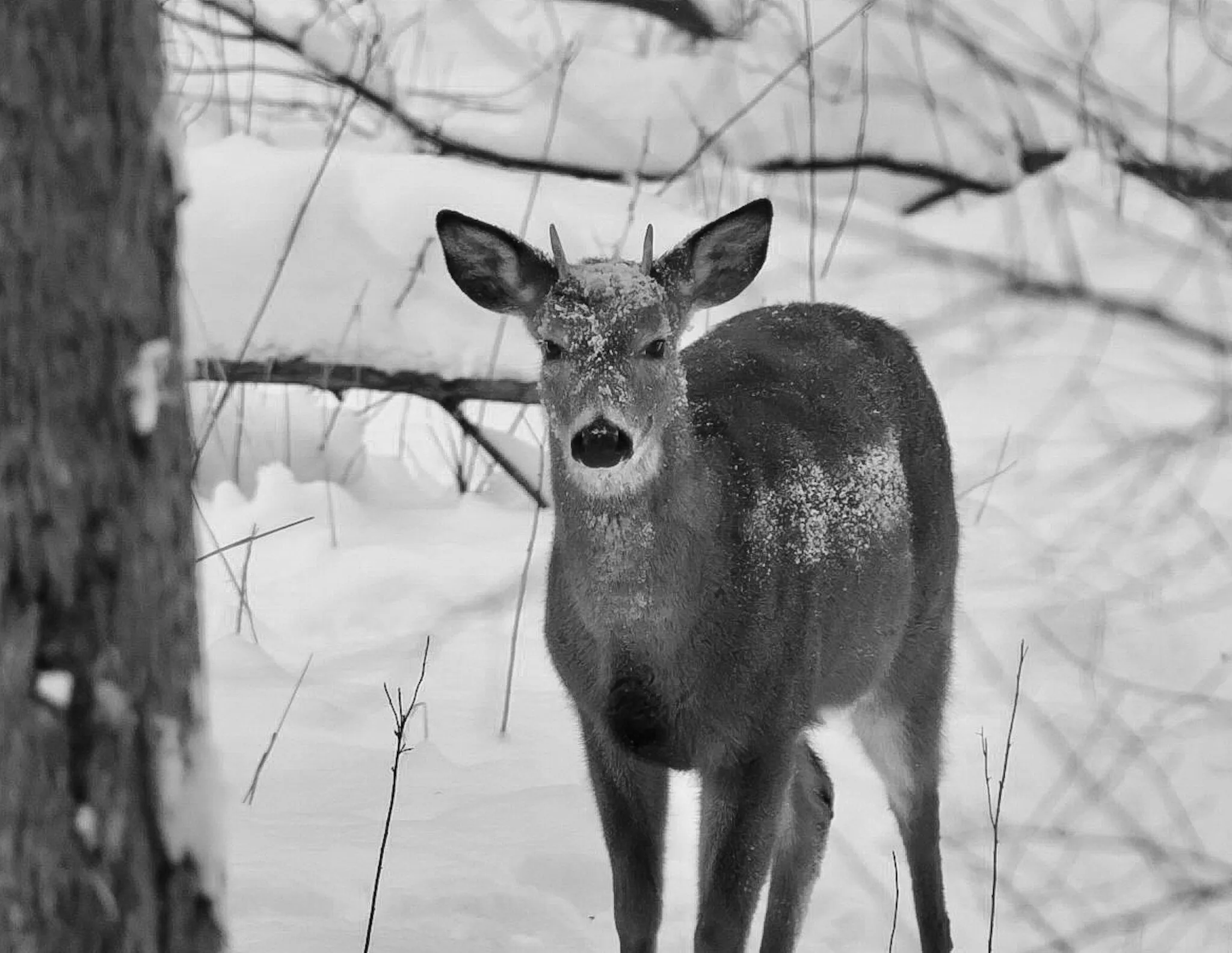 Grumpy Buck in the Snow