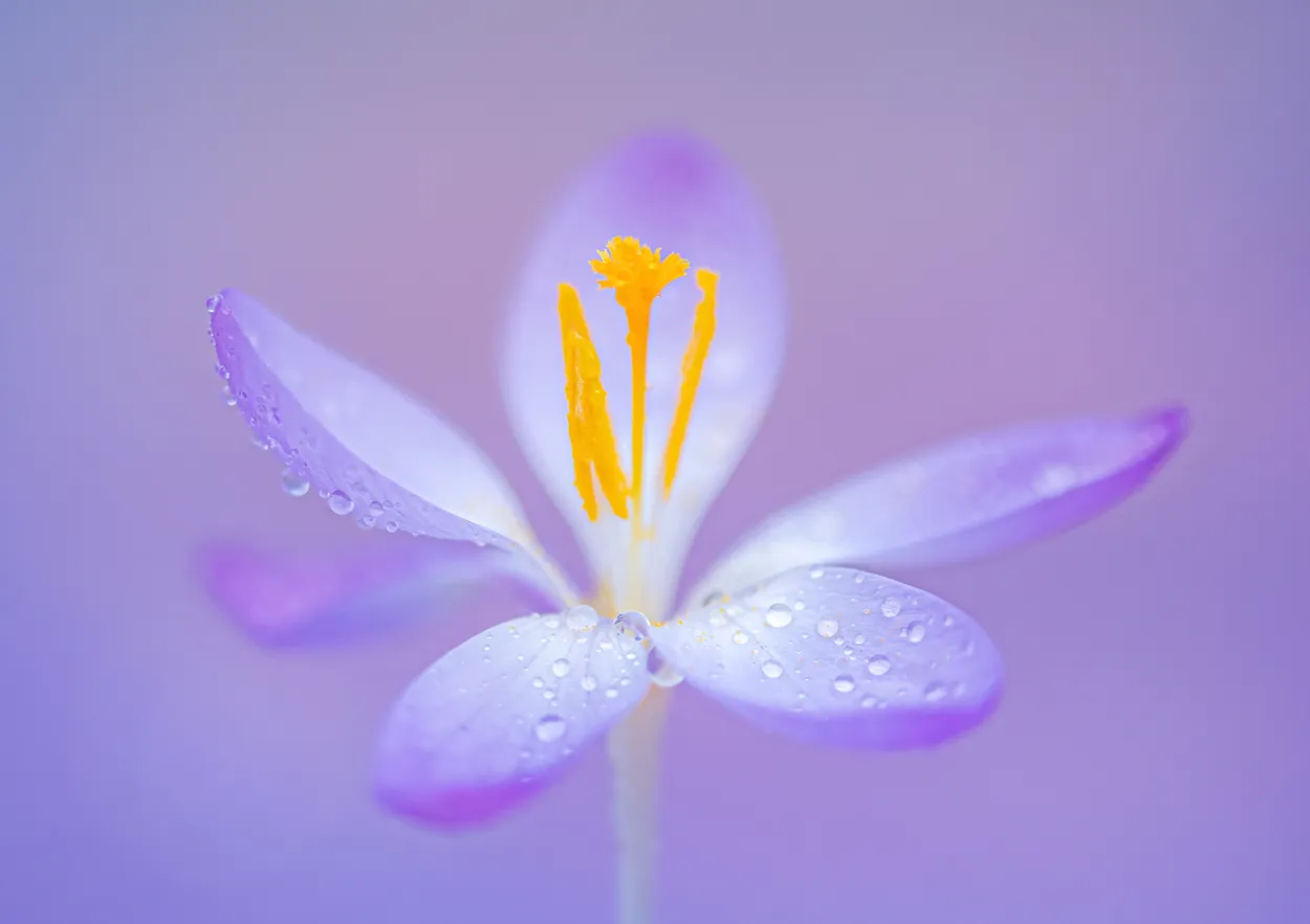 Crocus