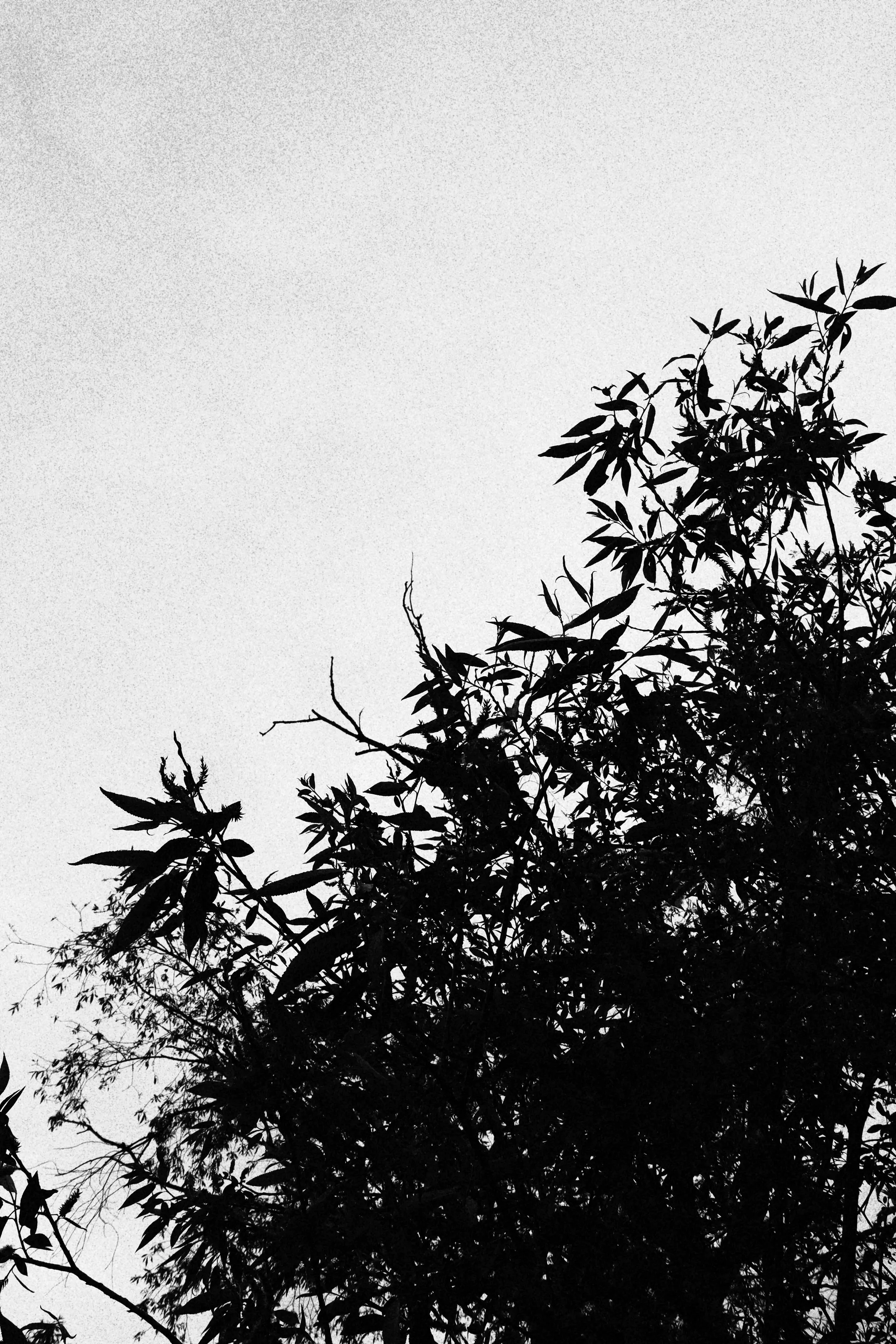 Black and White #1