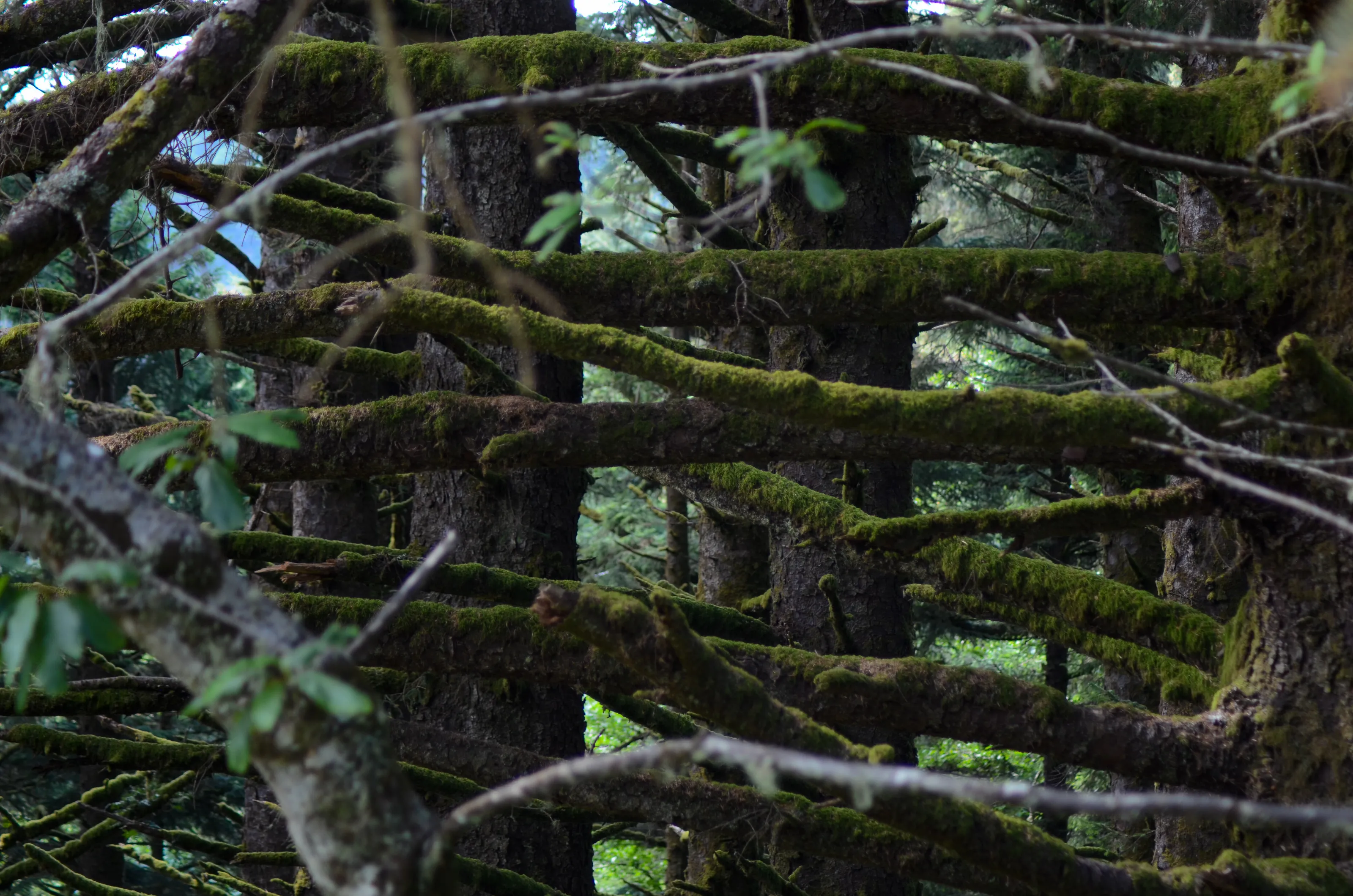 Through the Forest