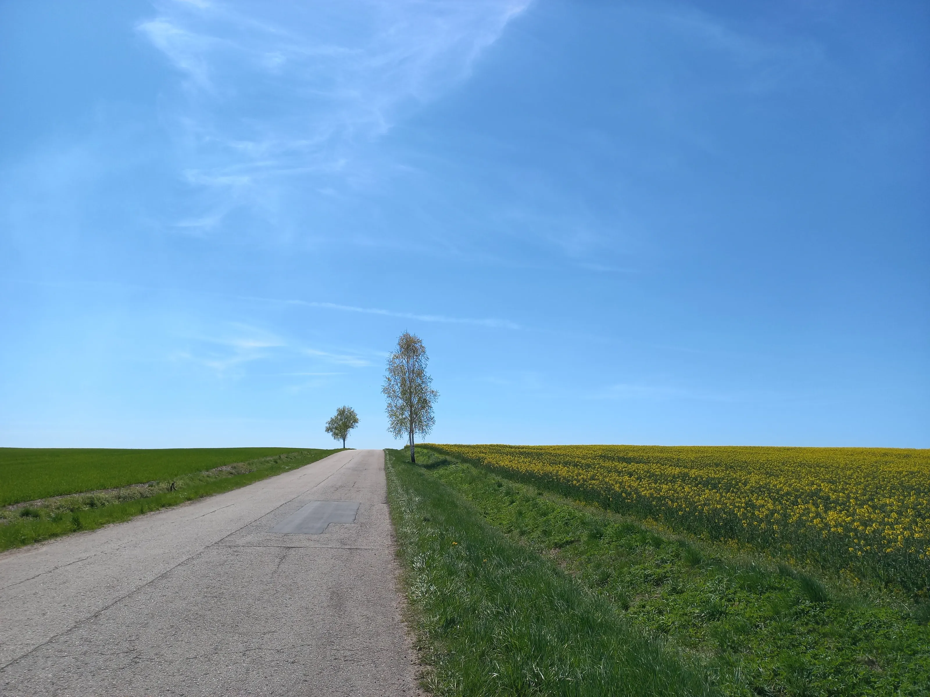 Two trees