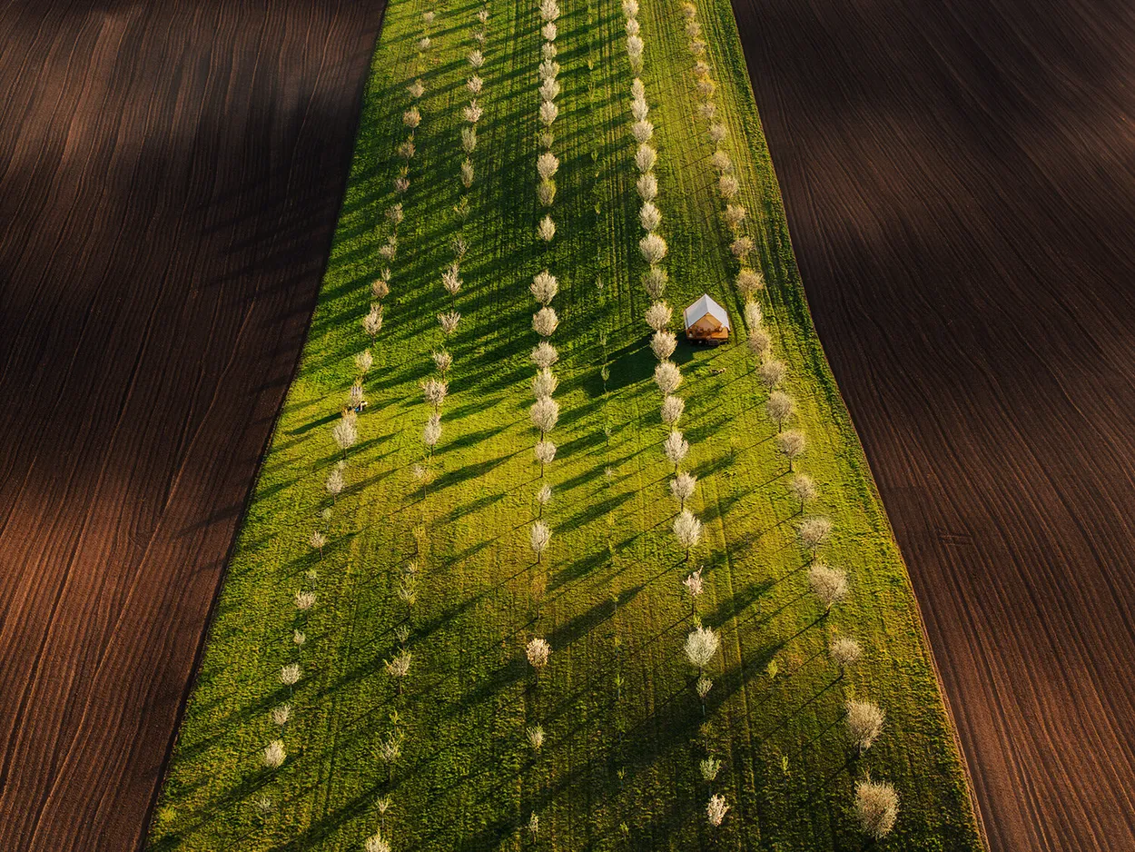 Moravian Ribbon