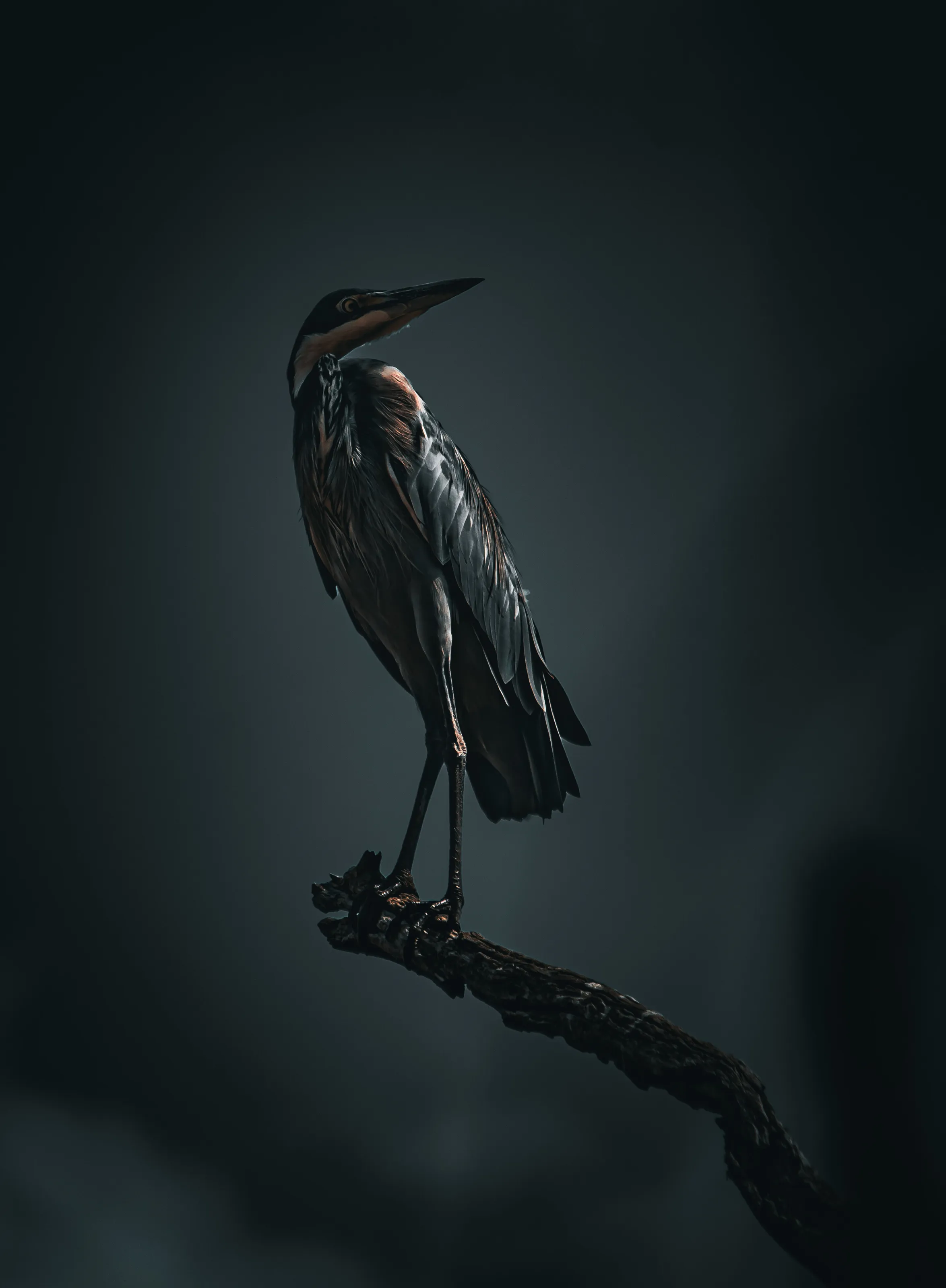 Black-headed heron