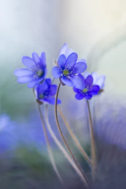 Memories of a Spring