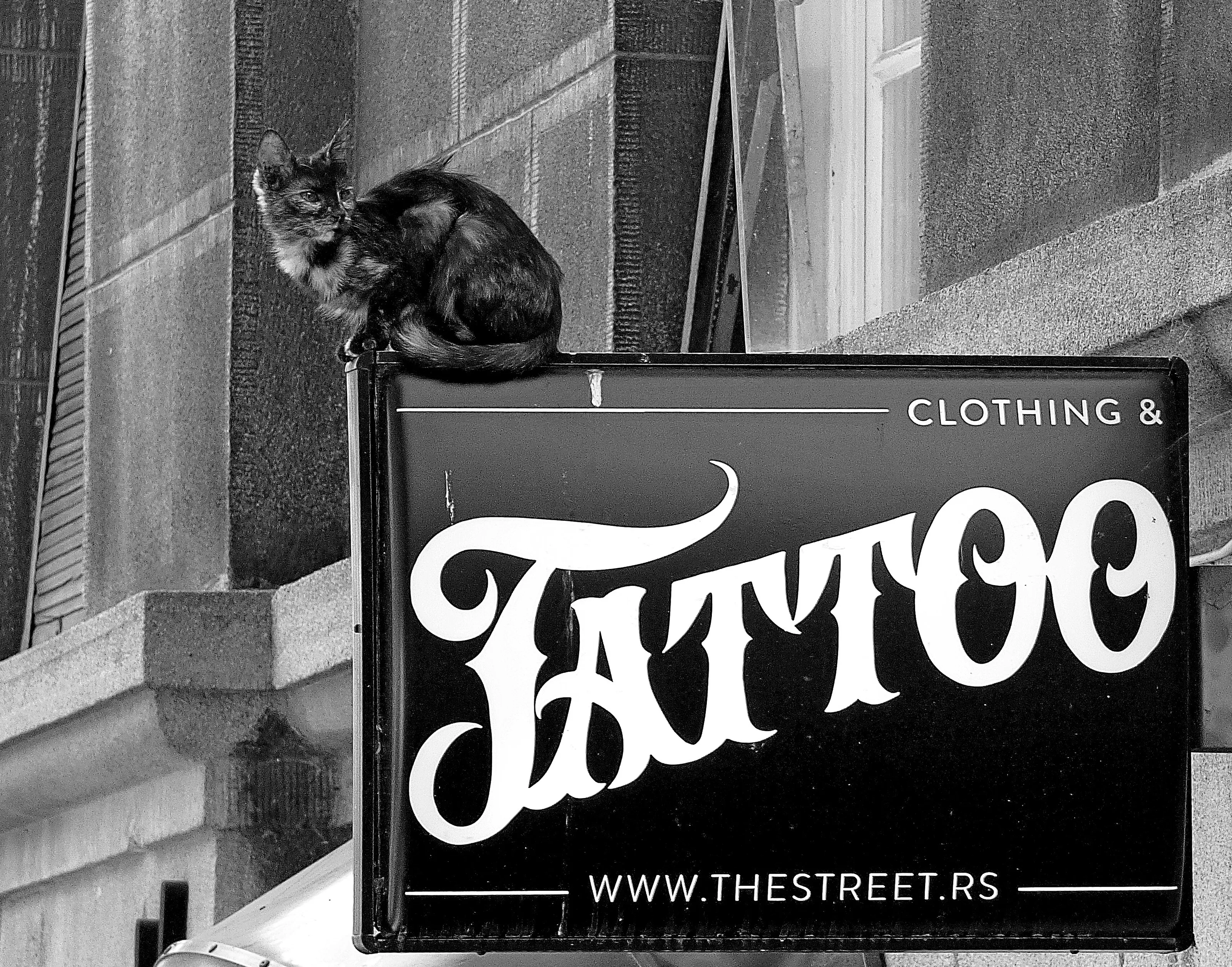 City cat