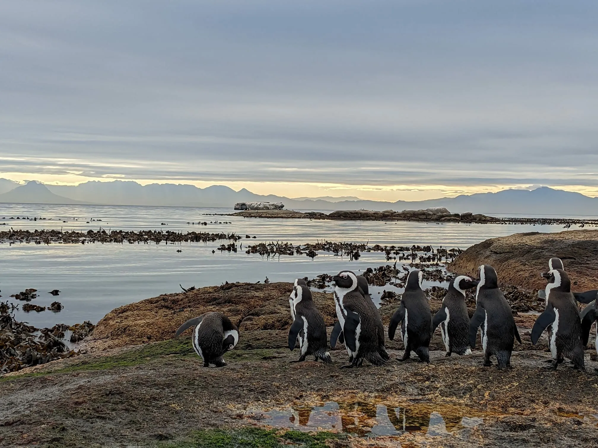 Penguins at dawn