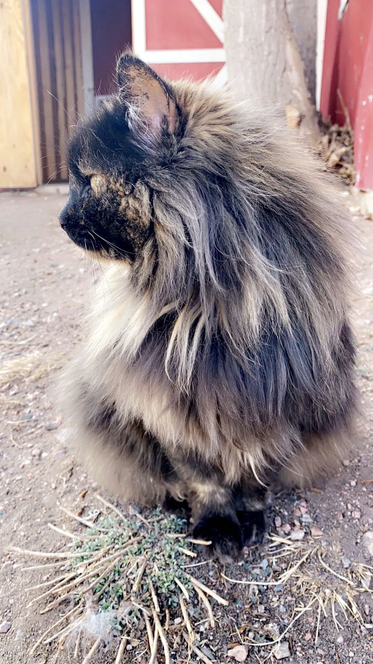 Farm Cat