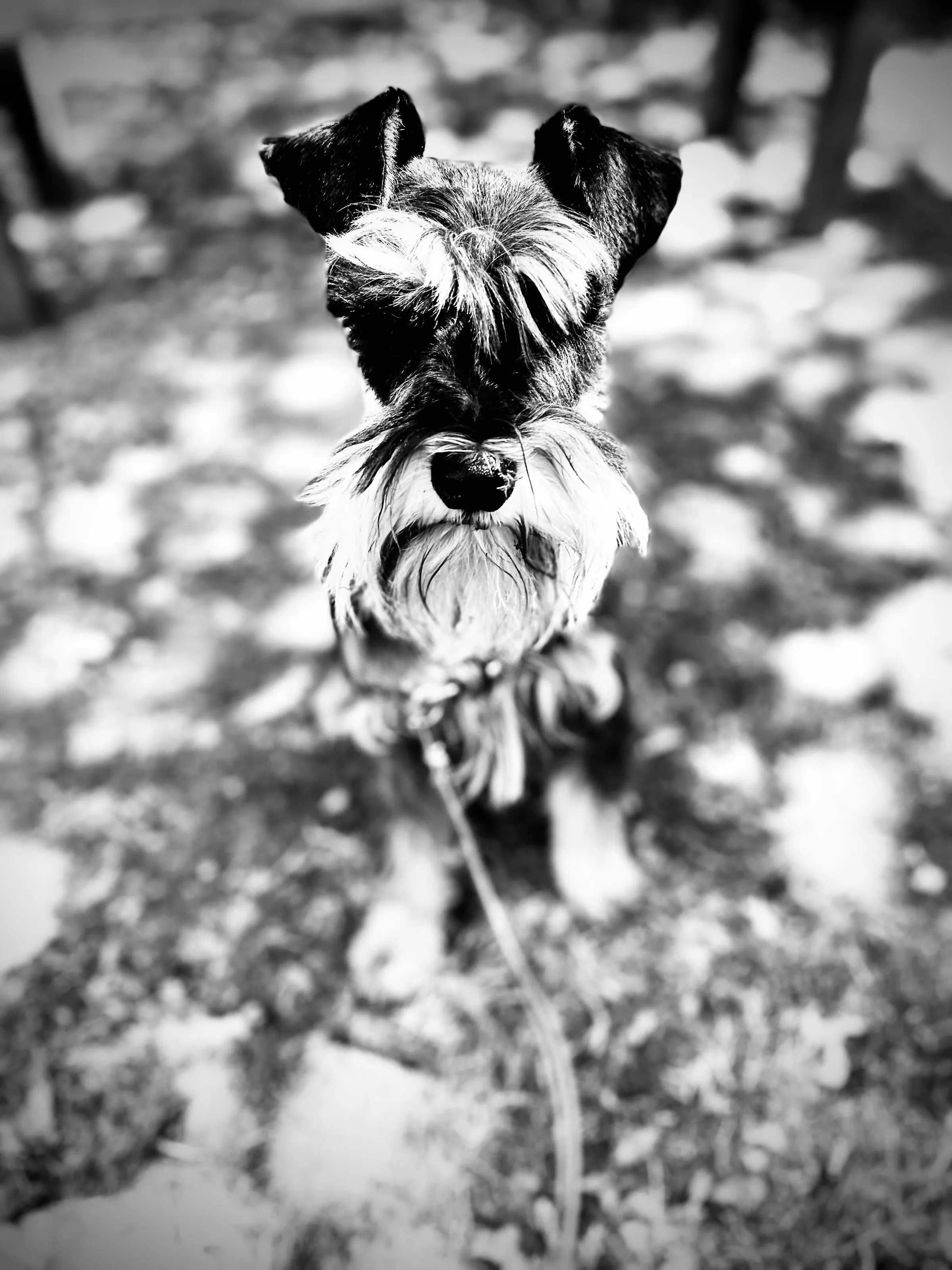 The schnauzer