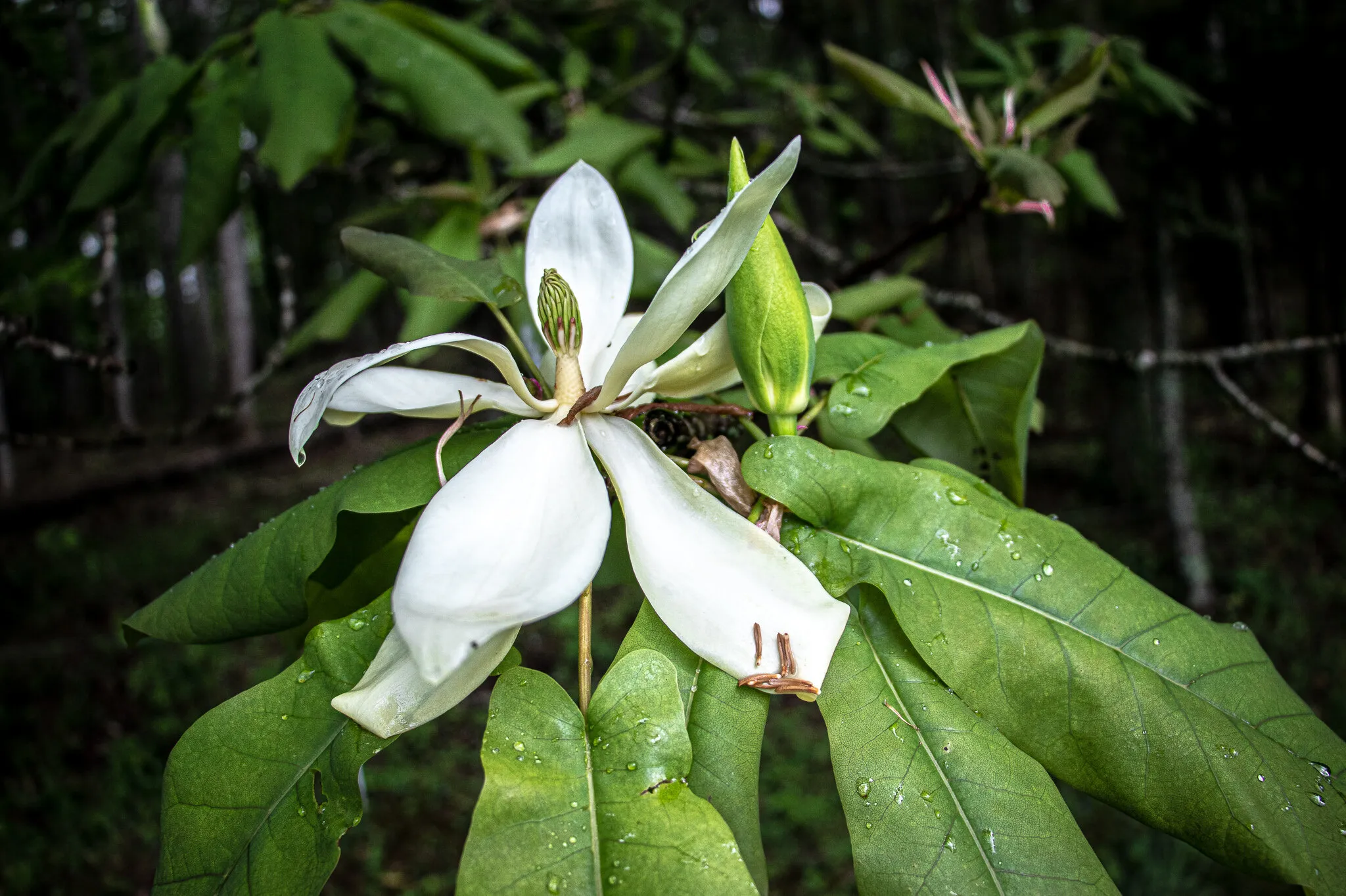 Magnolia