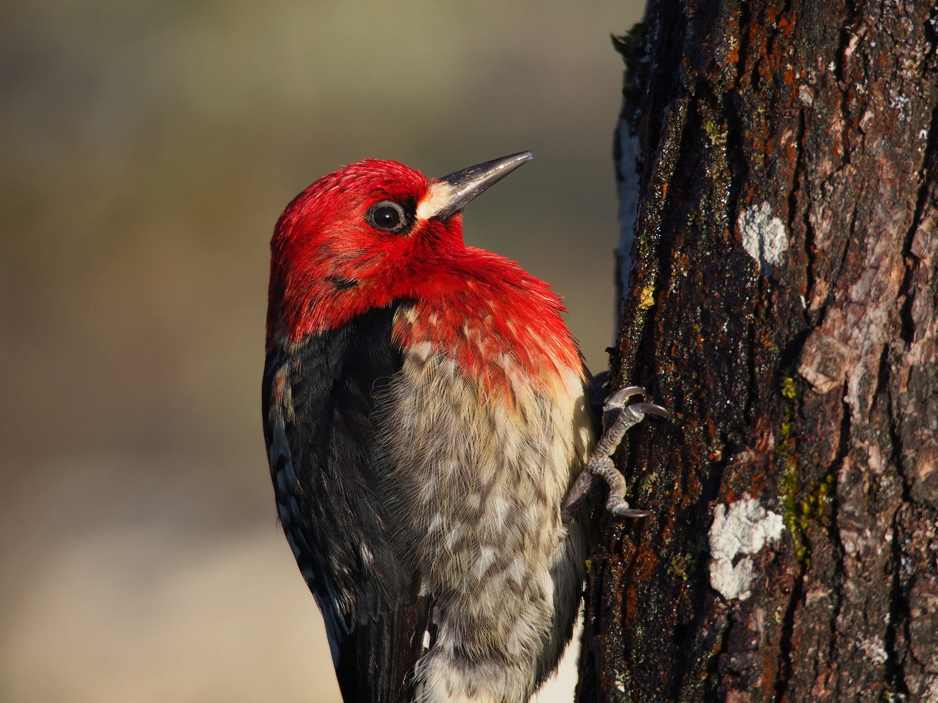 Red-breasted Sapsucker