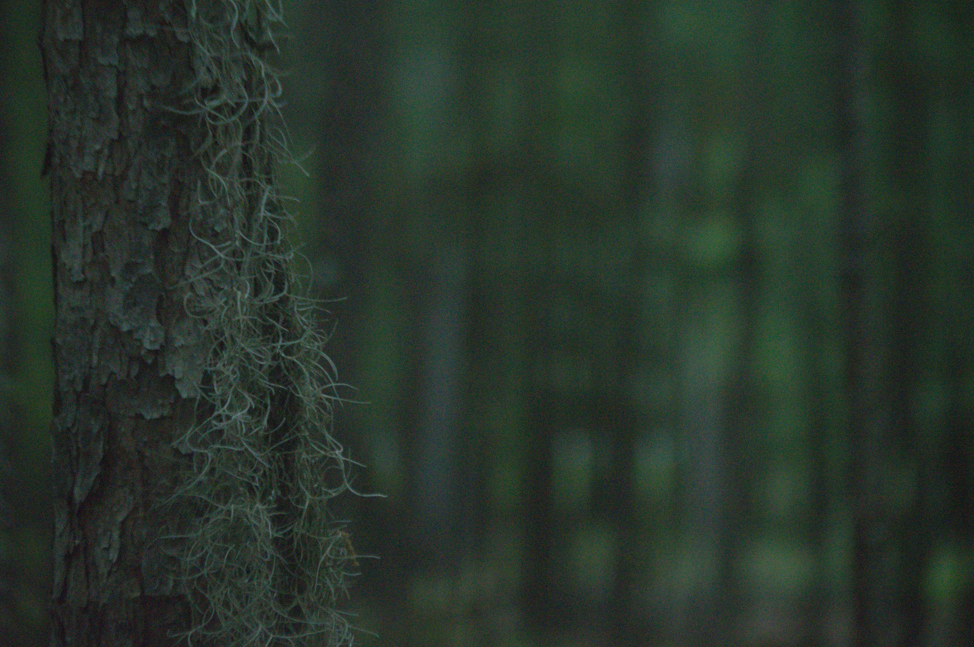 Lone Woods
