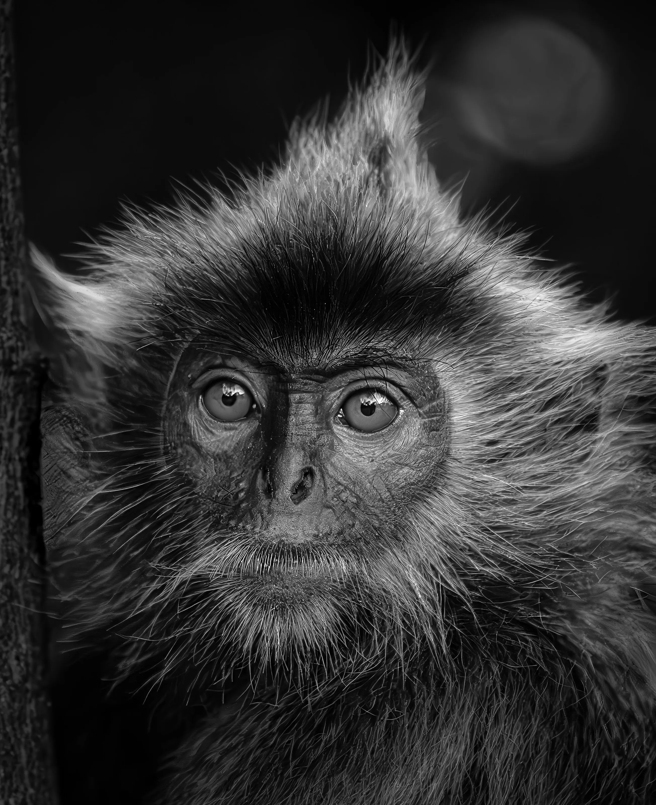Silver Leaf Monkey