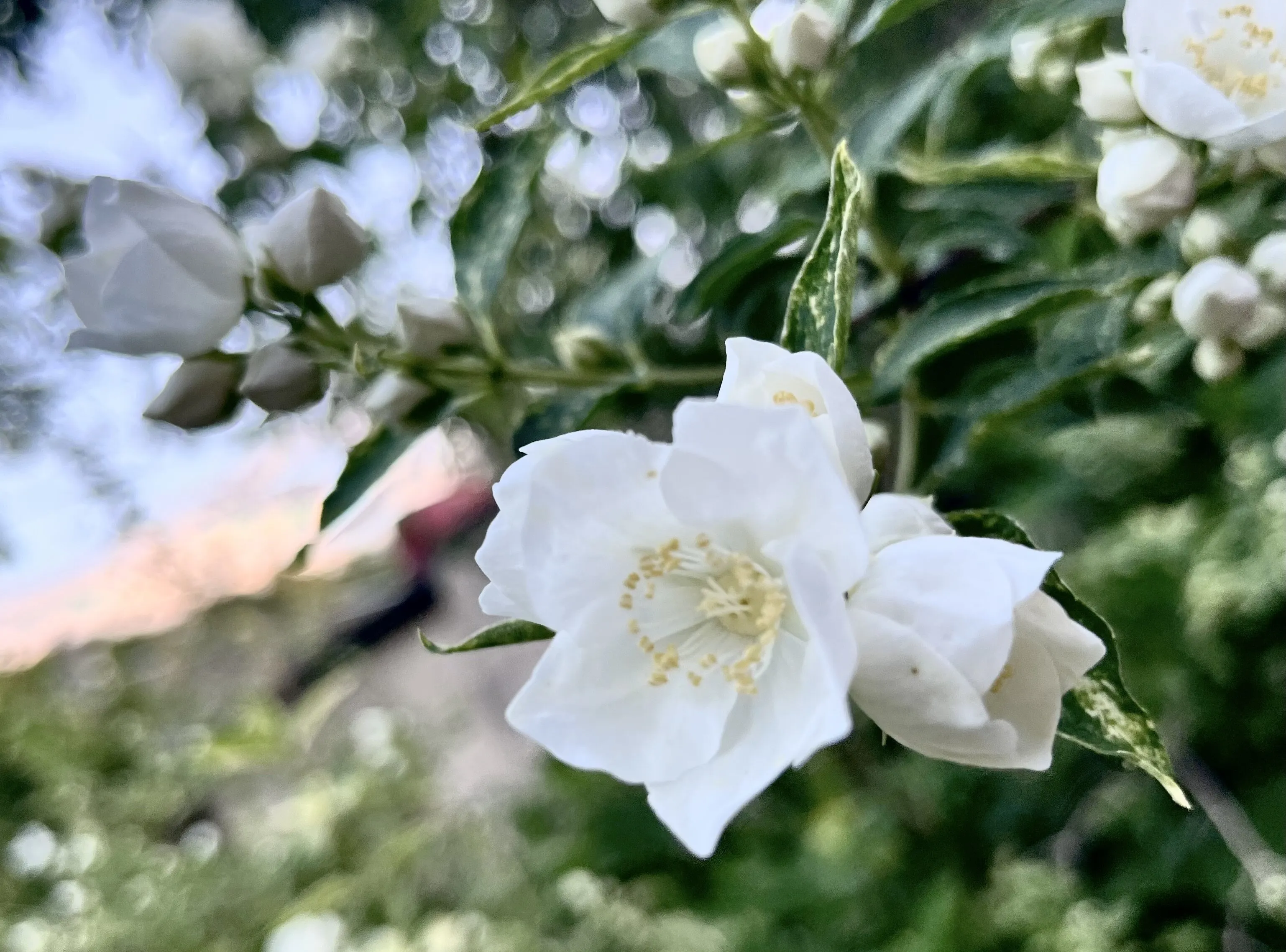 Blossom