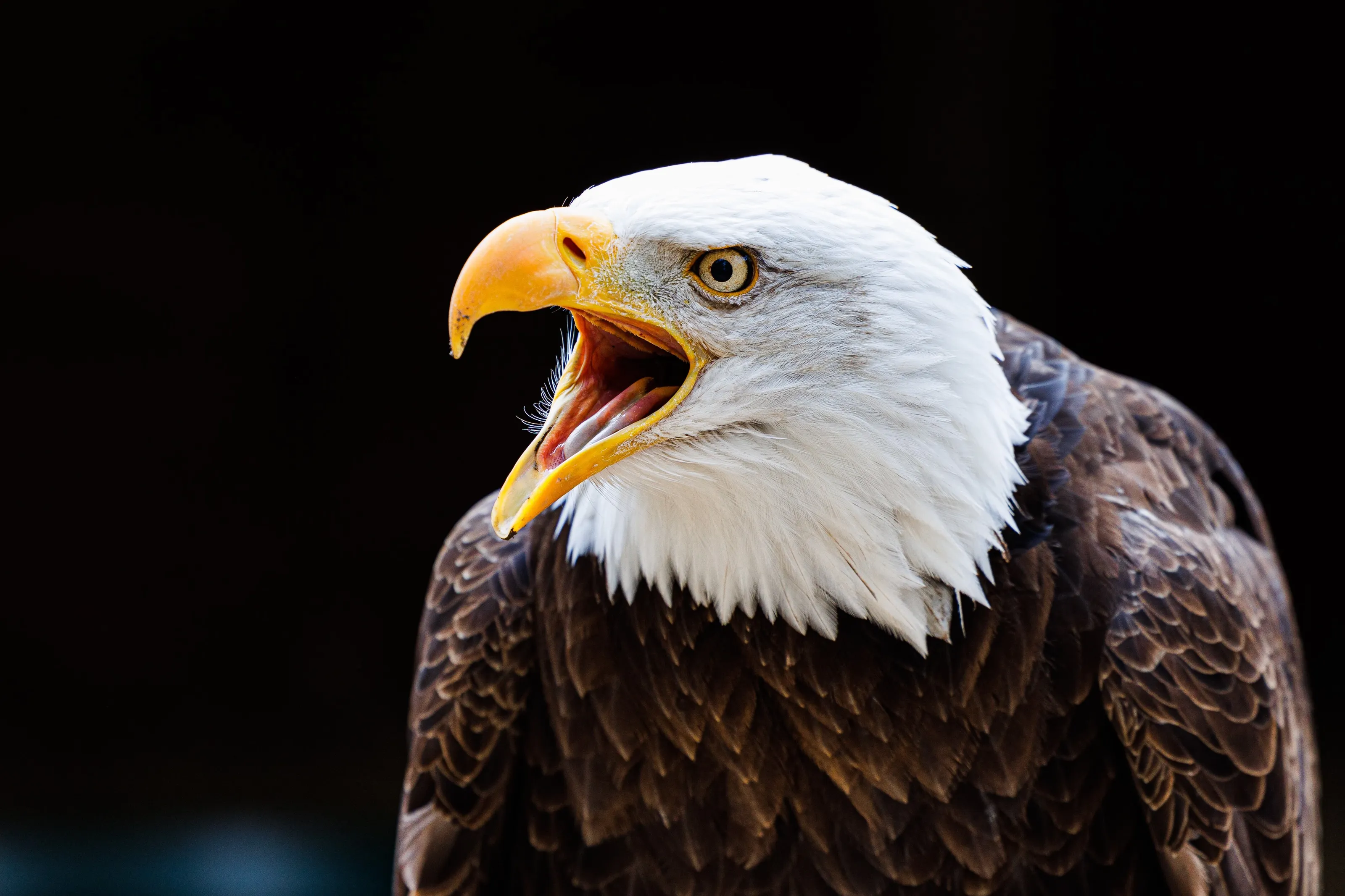 Shouty Eagle