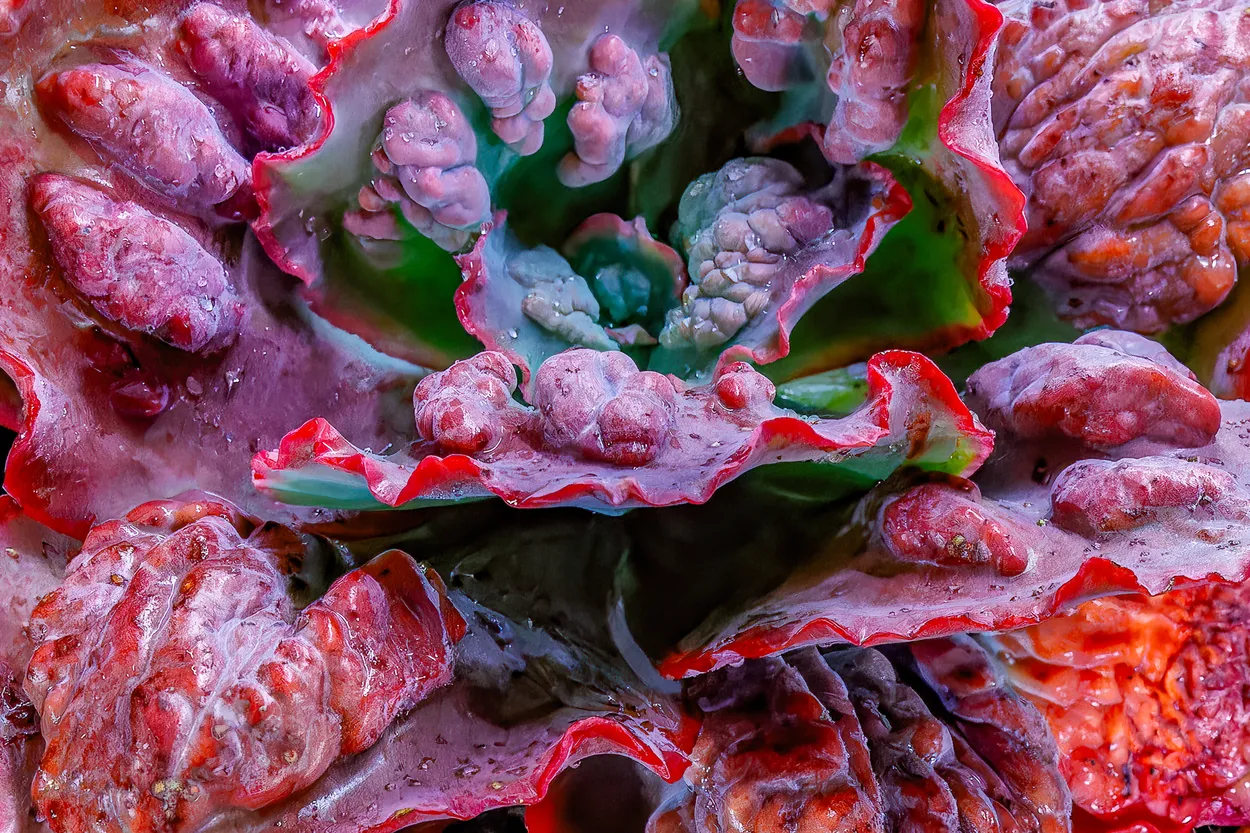 Echeveria
