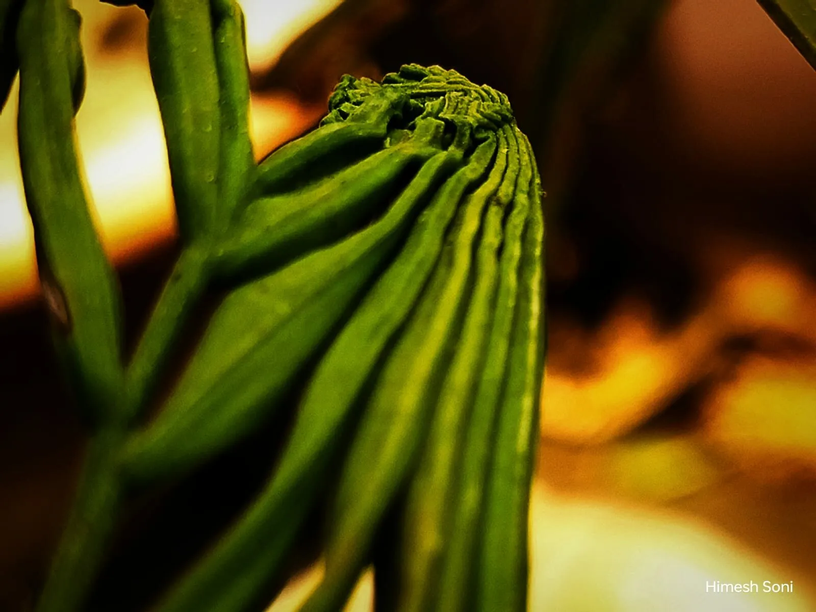 Vibrant Veins