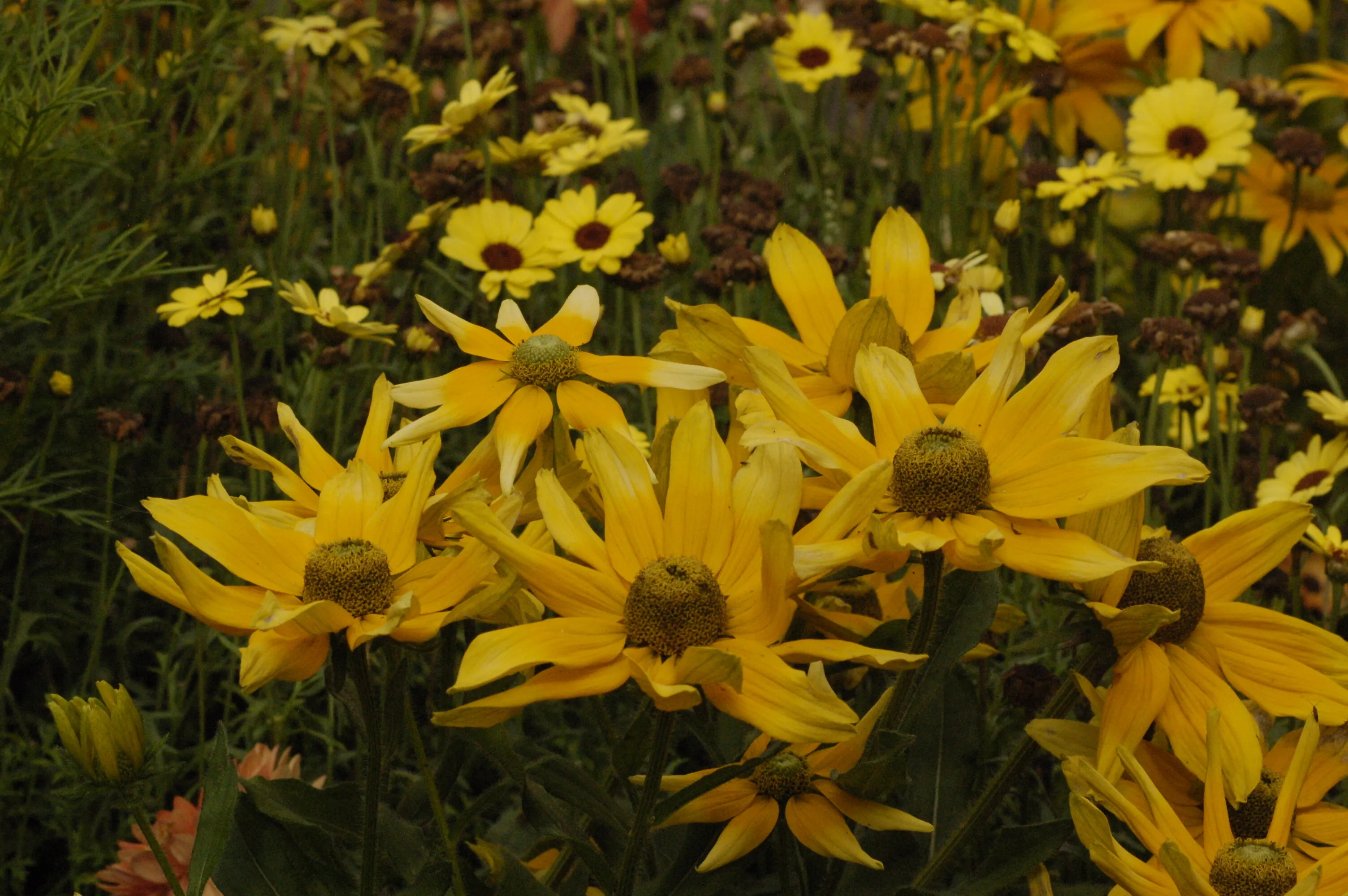 bright yellow flowers