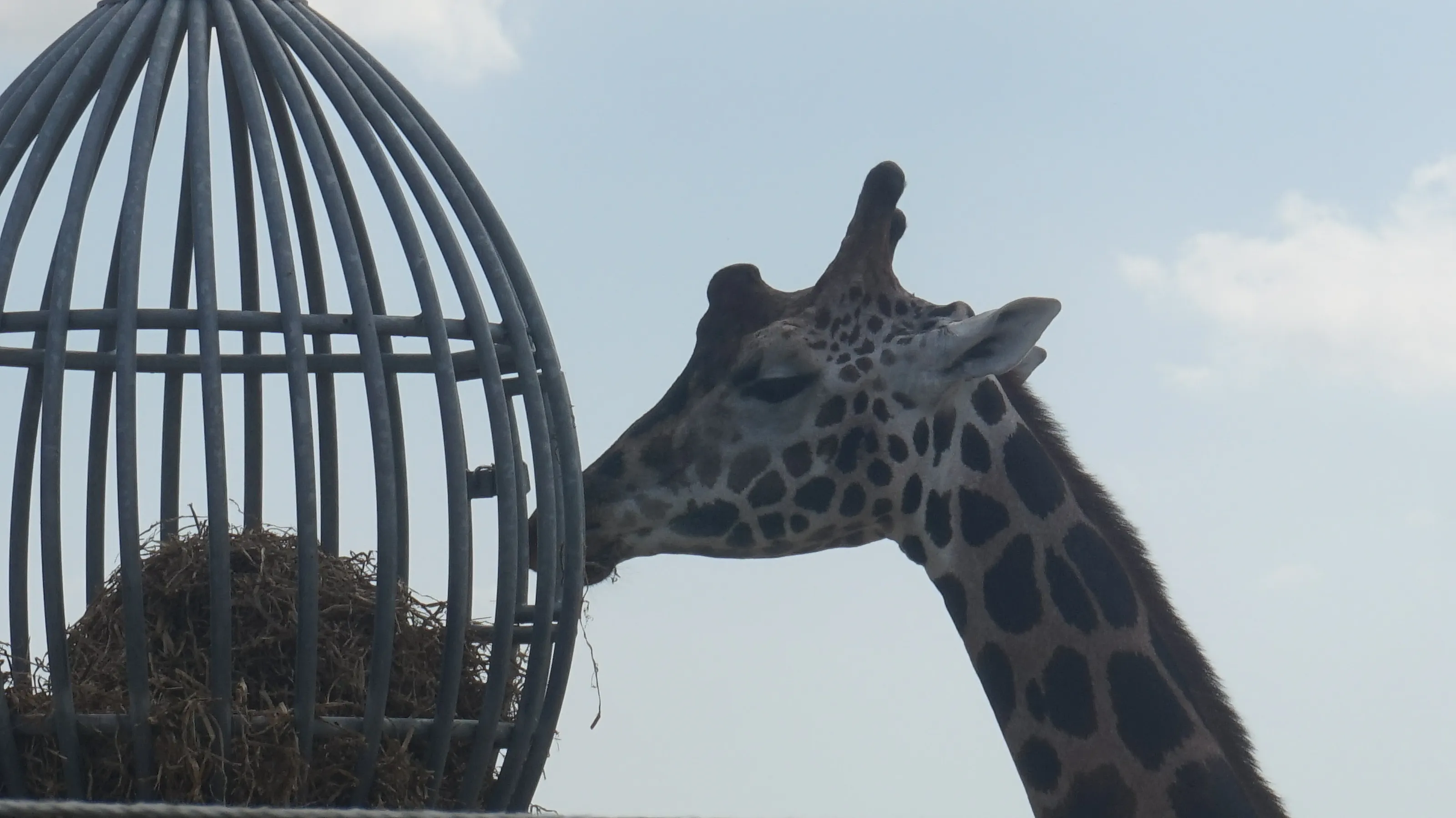 hungry giraffe