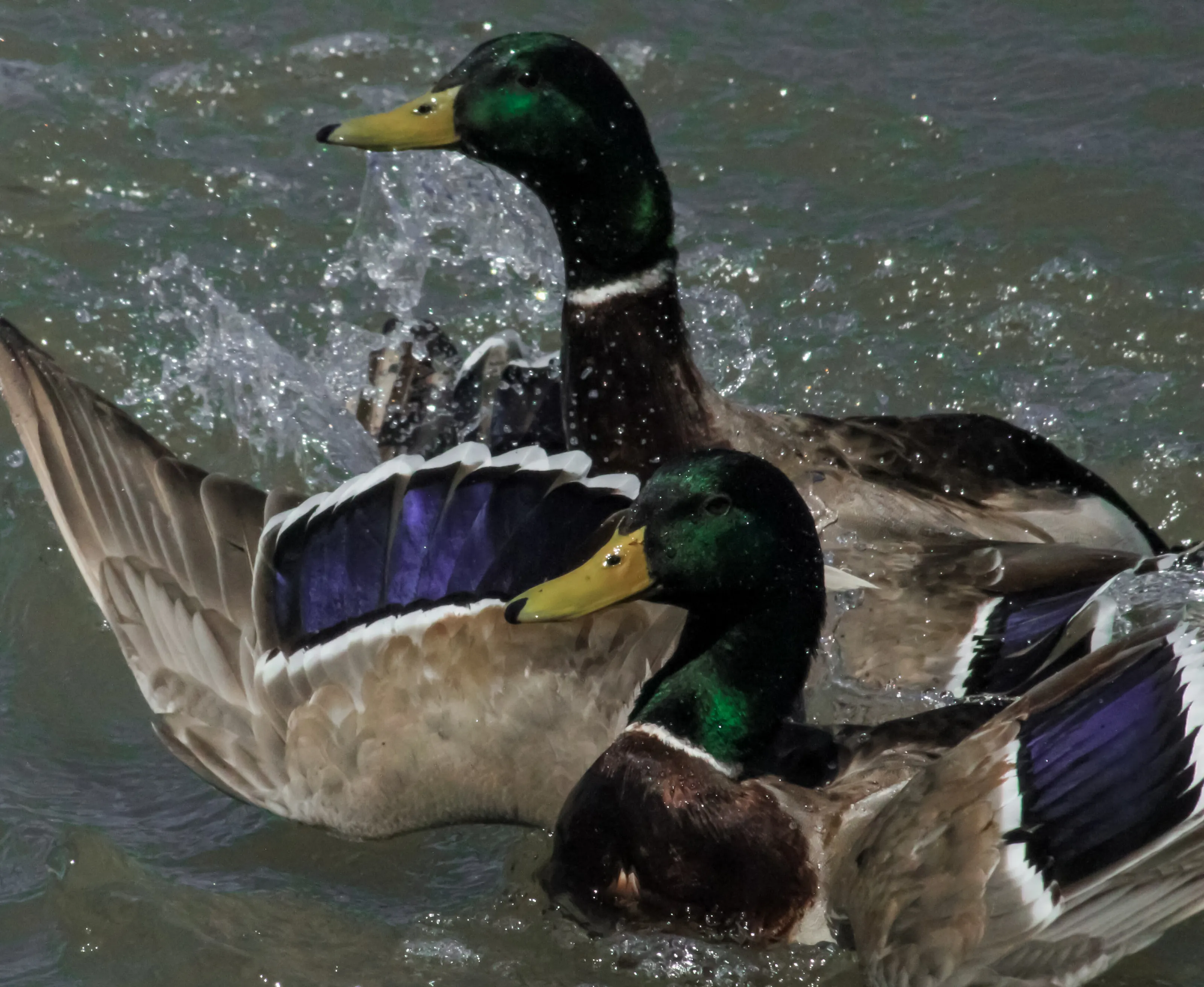 Ducks Fighting