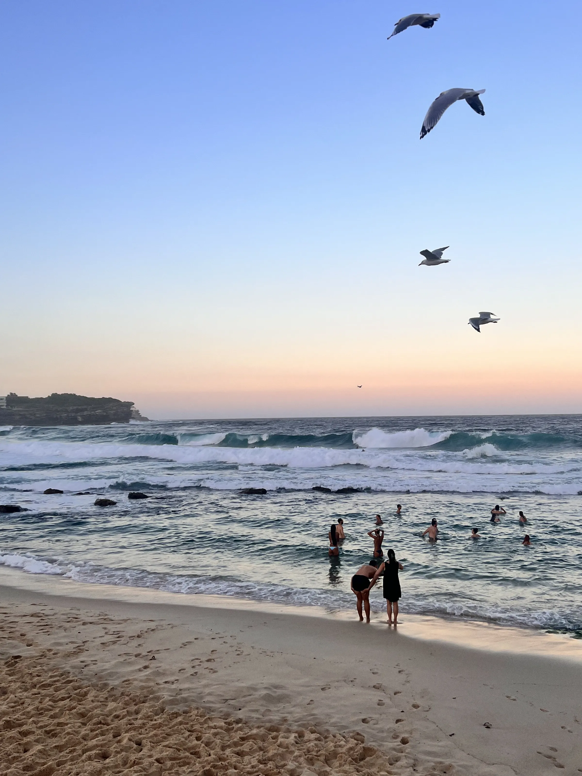 seagulls