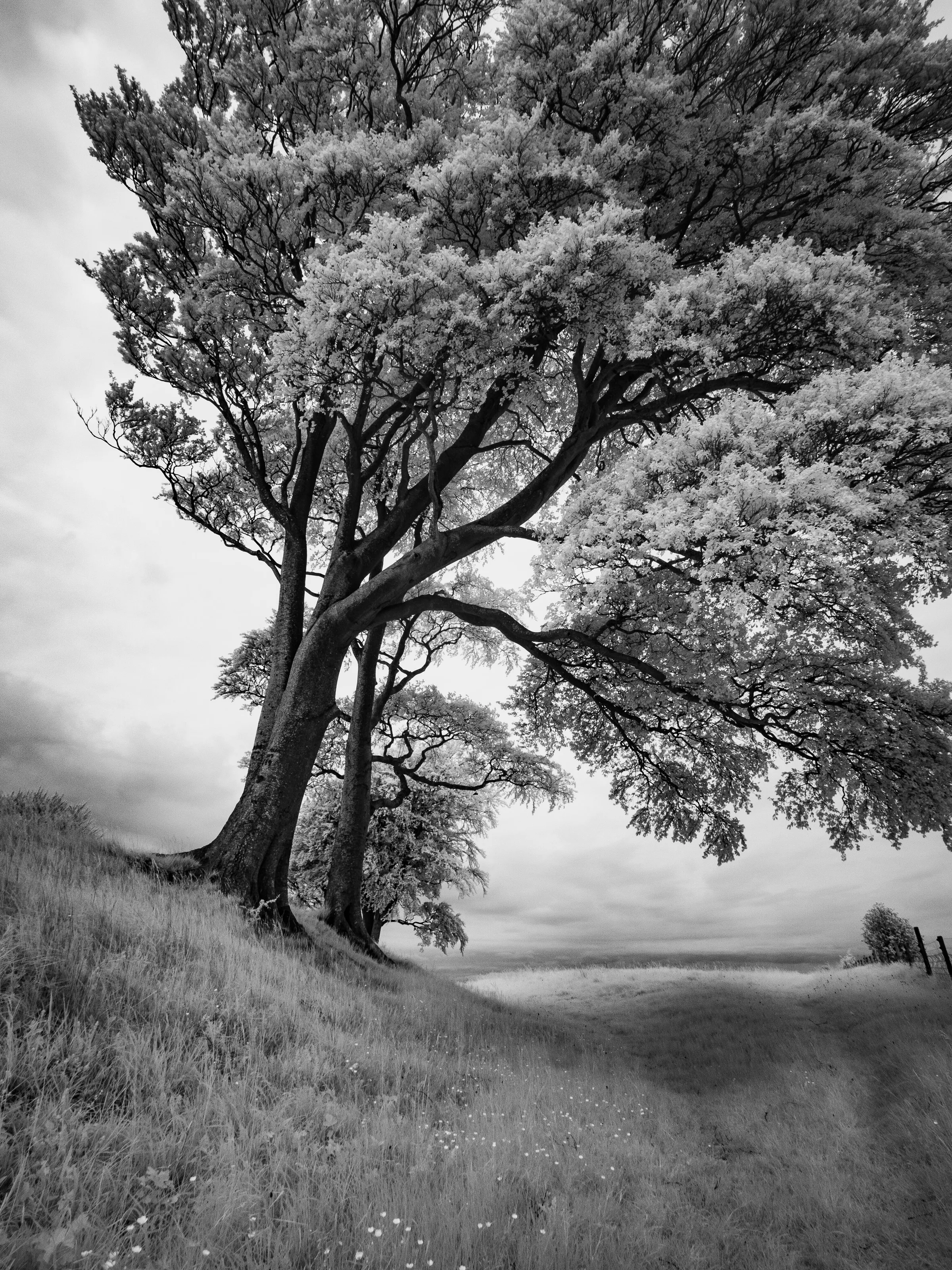 Beech Tree Roundaway Hill, Wiltshire