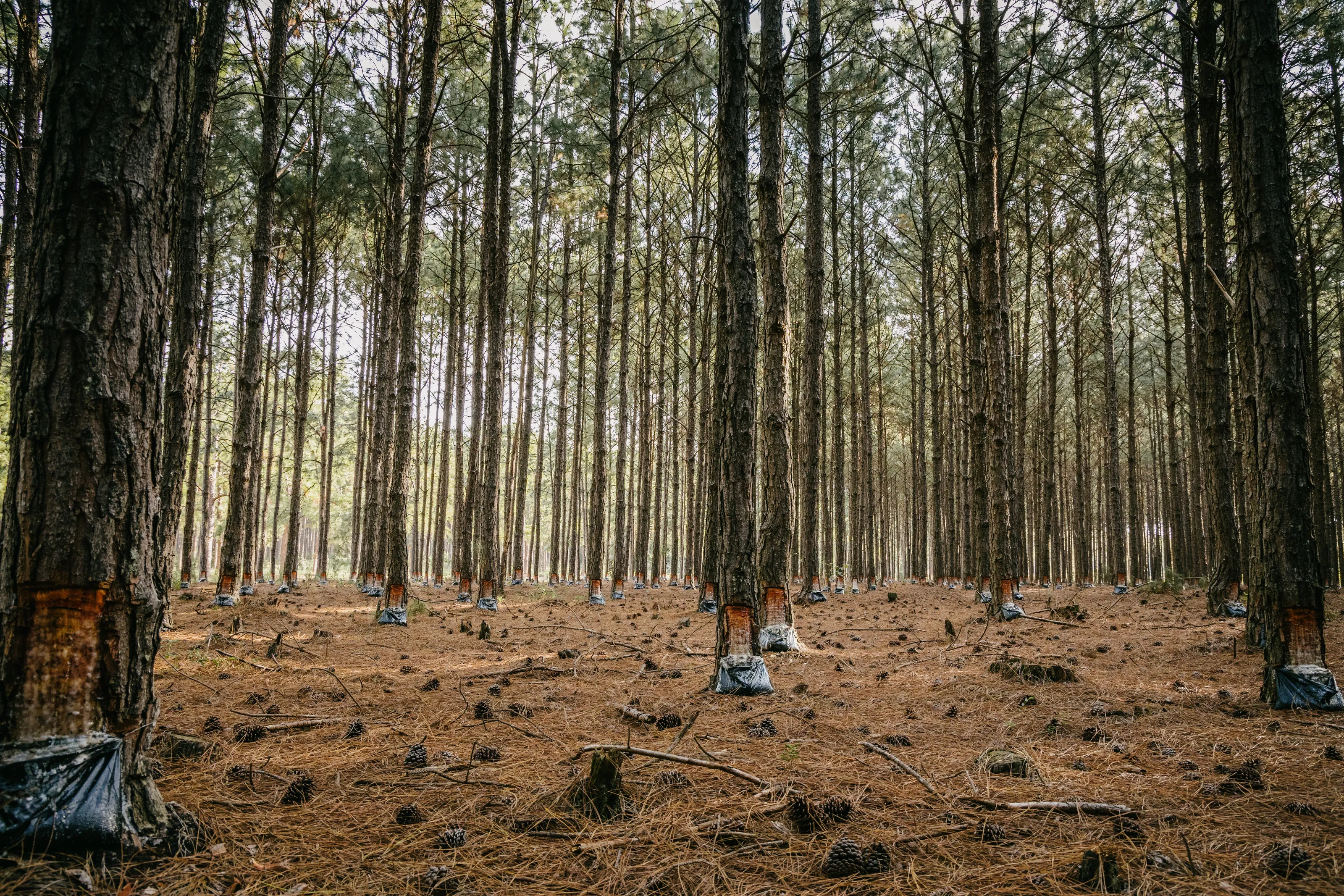 Resin Extraction From Pine Trees