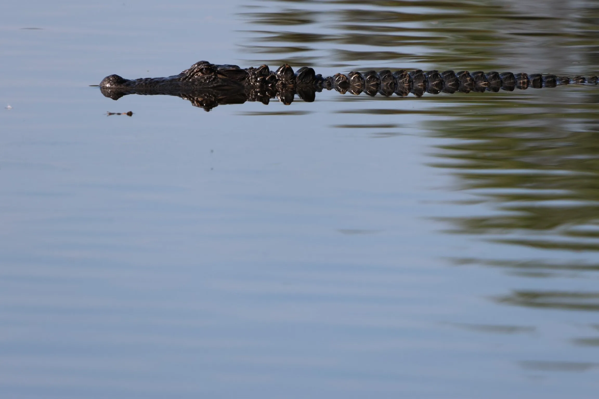 Juvenile Alligator