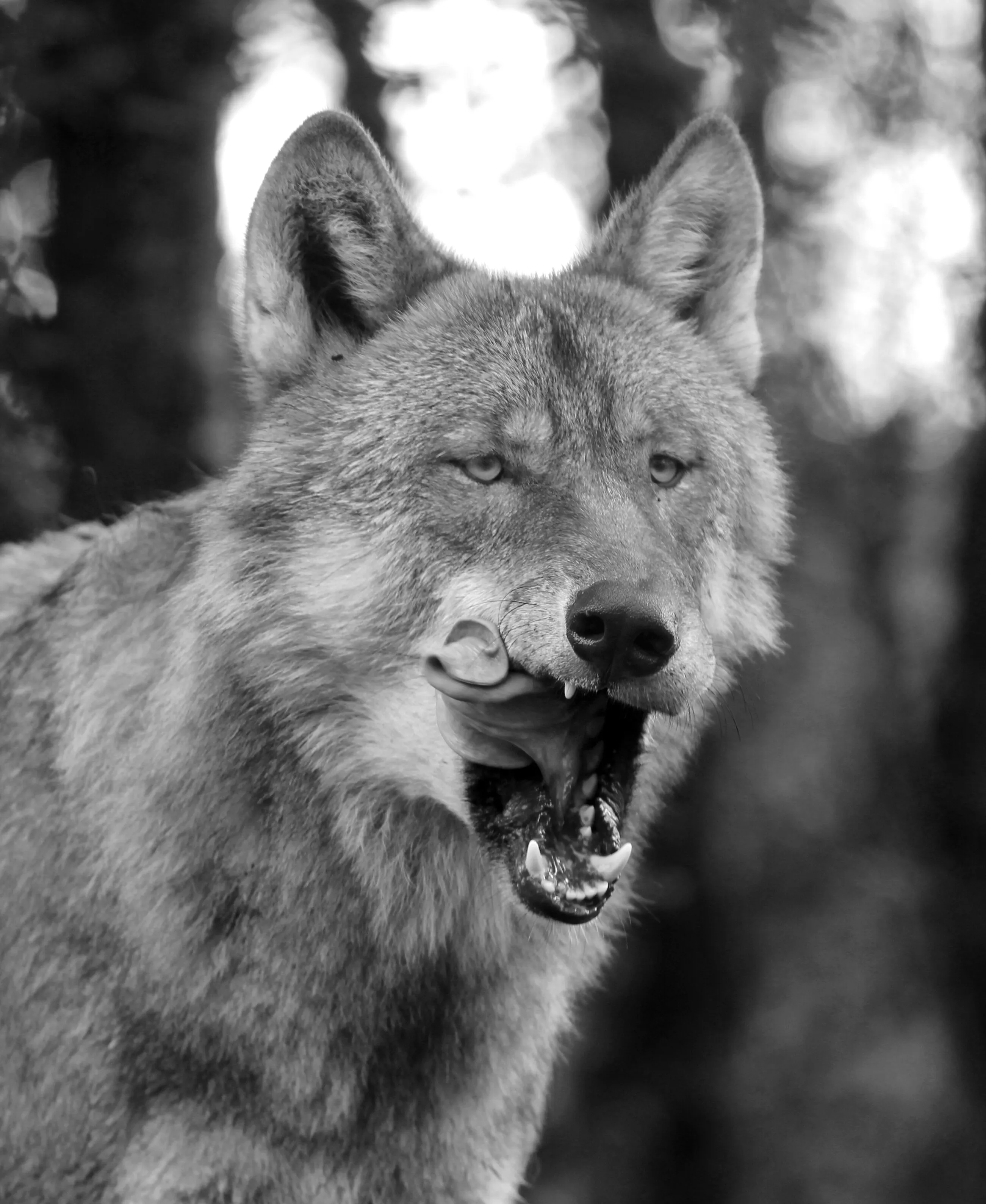 Hungry like the Wolf