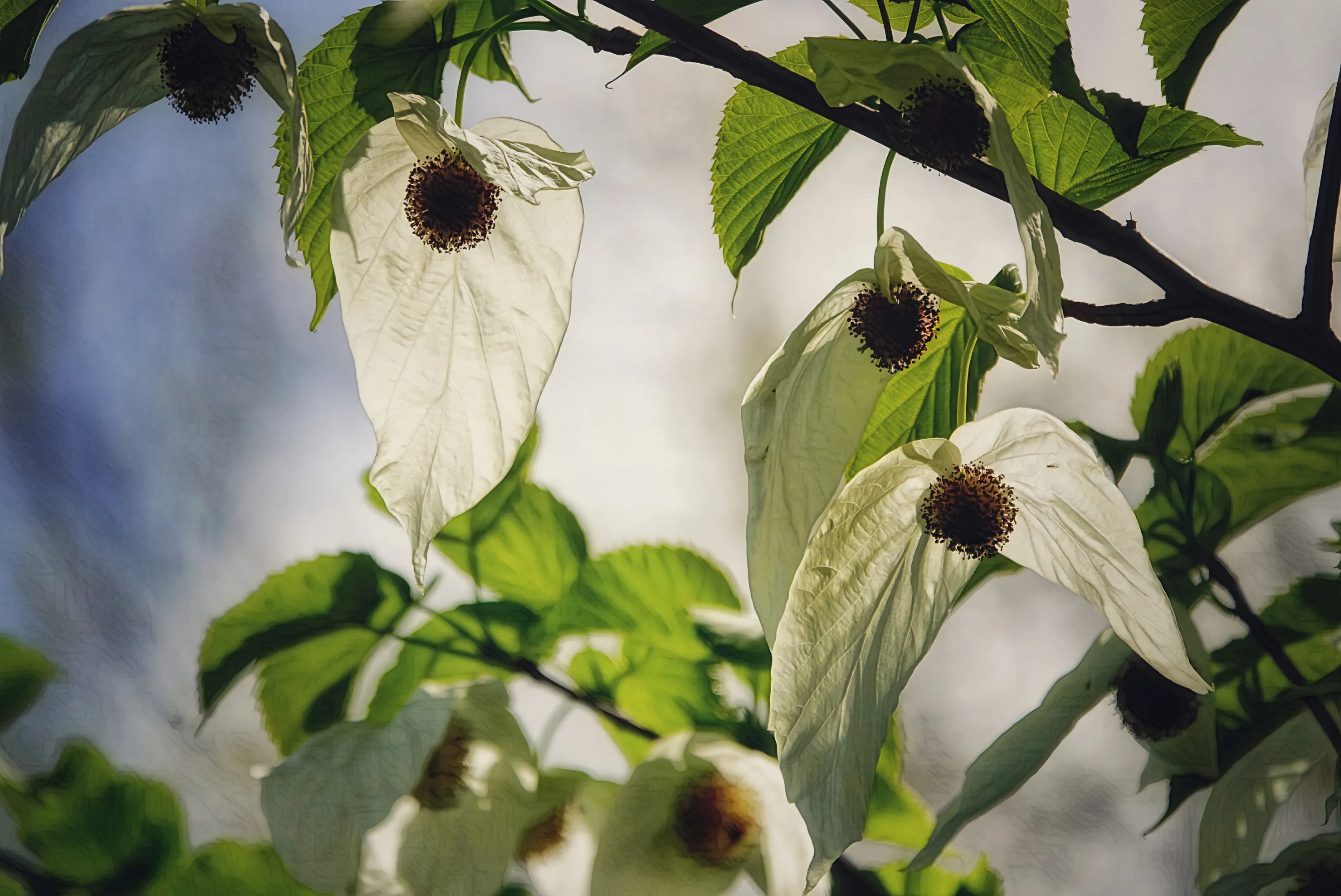 The Handkerchief Tree