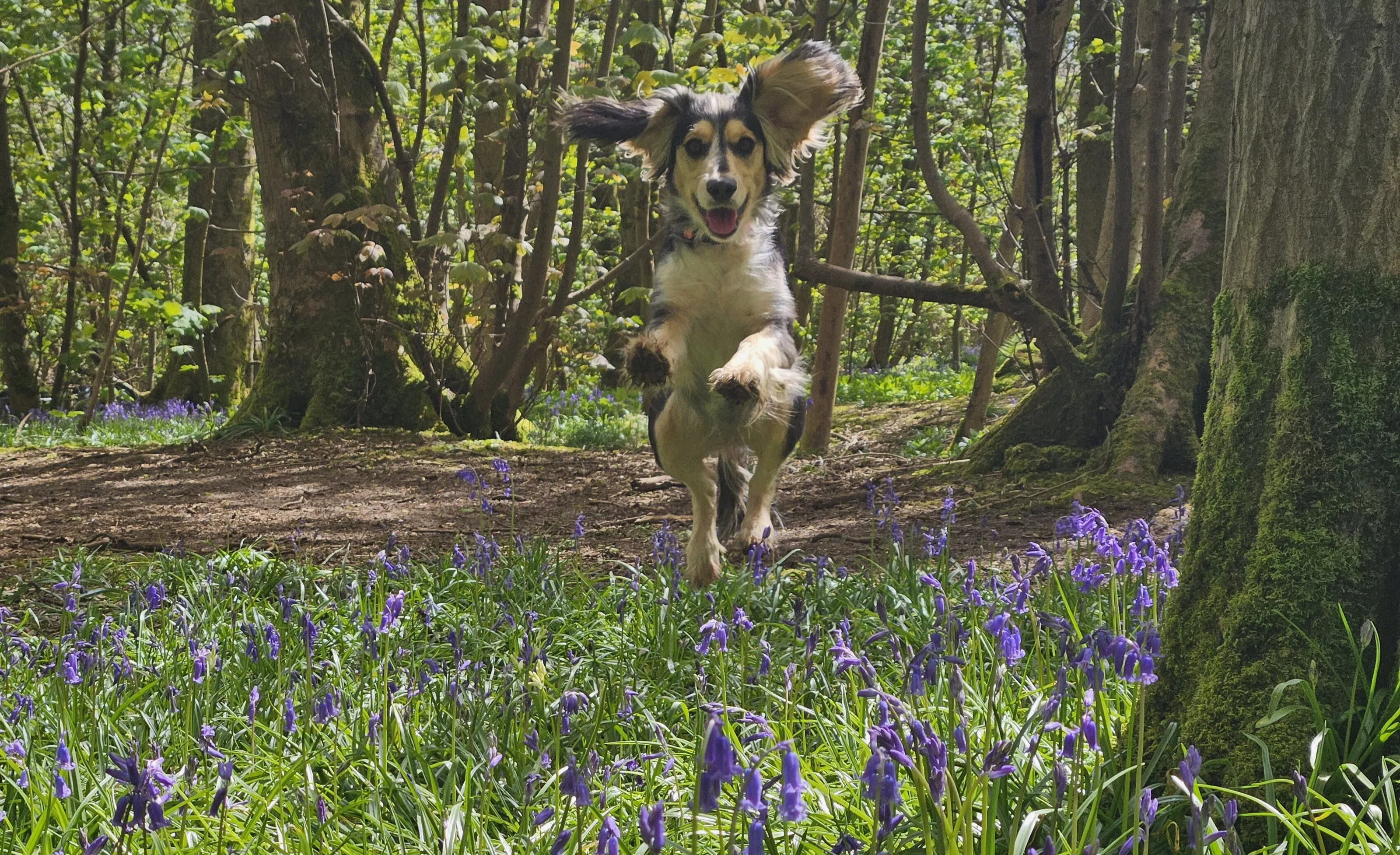 Gracie bluebells