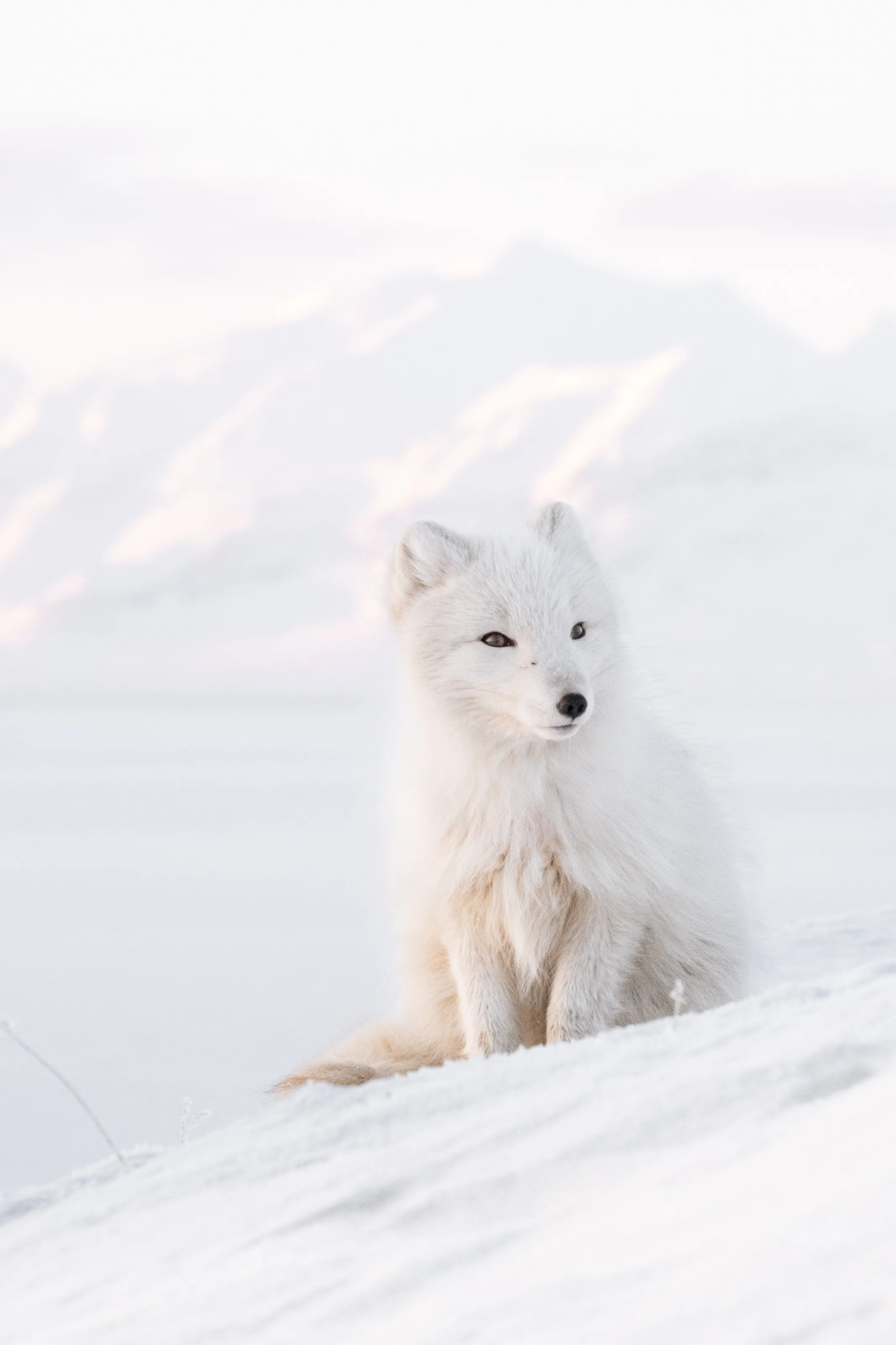 Arctic fox