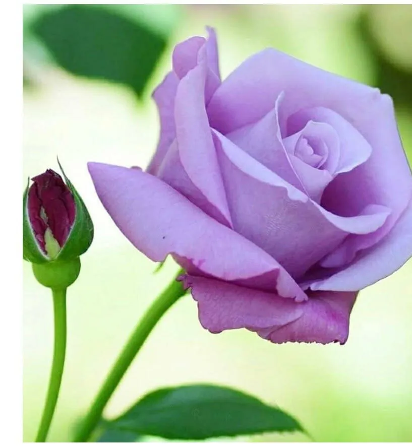 Lonely Rose