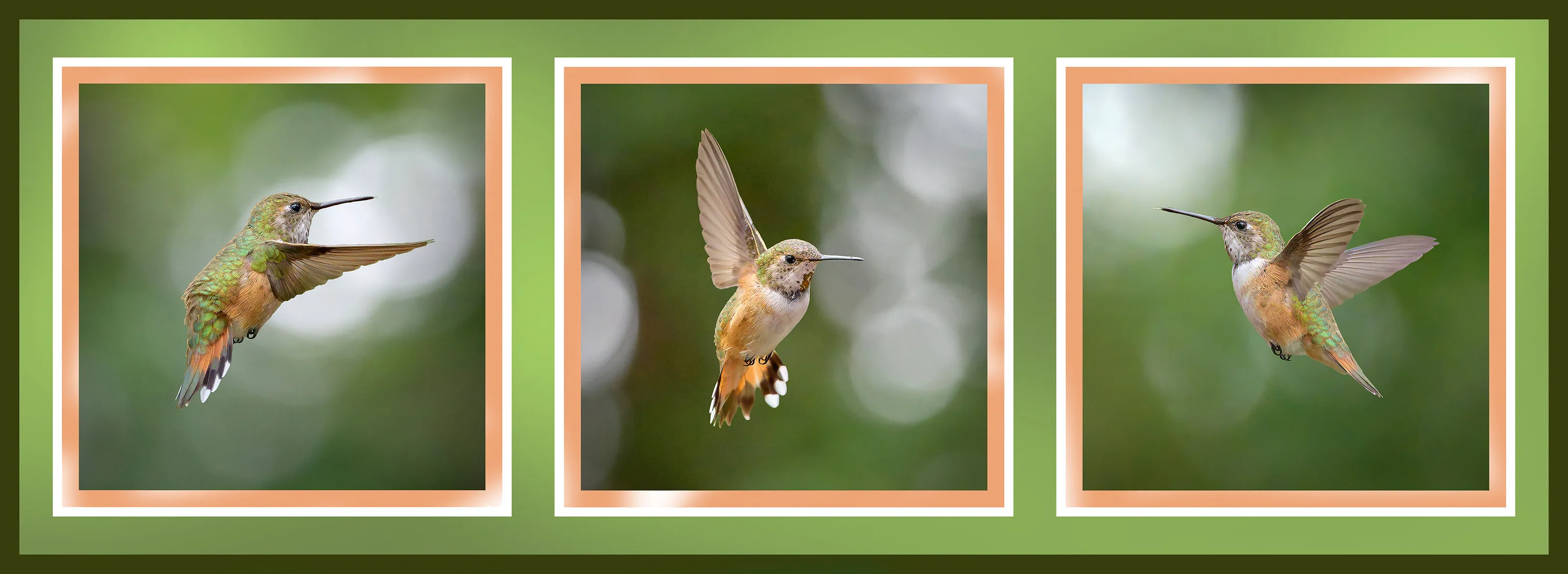 Rufous x 3