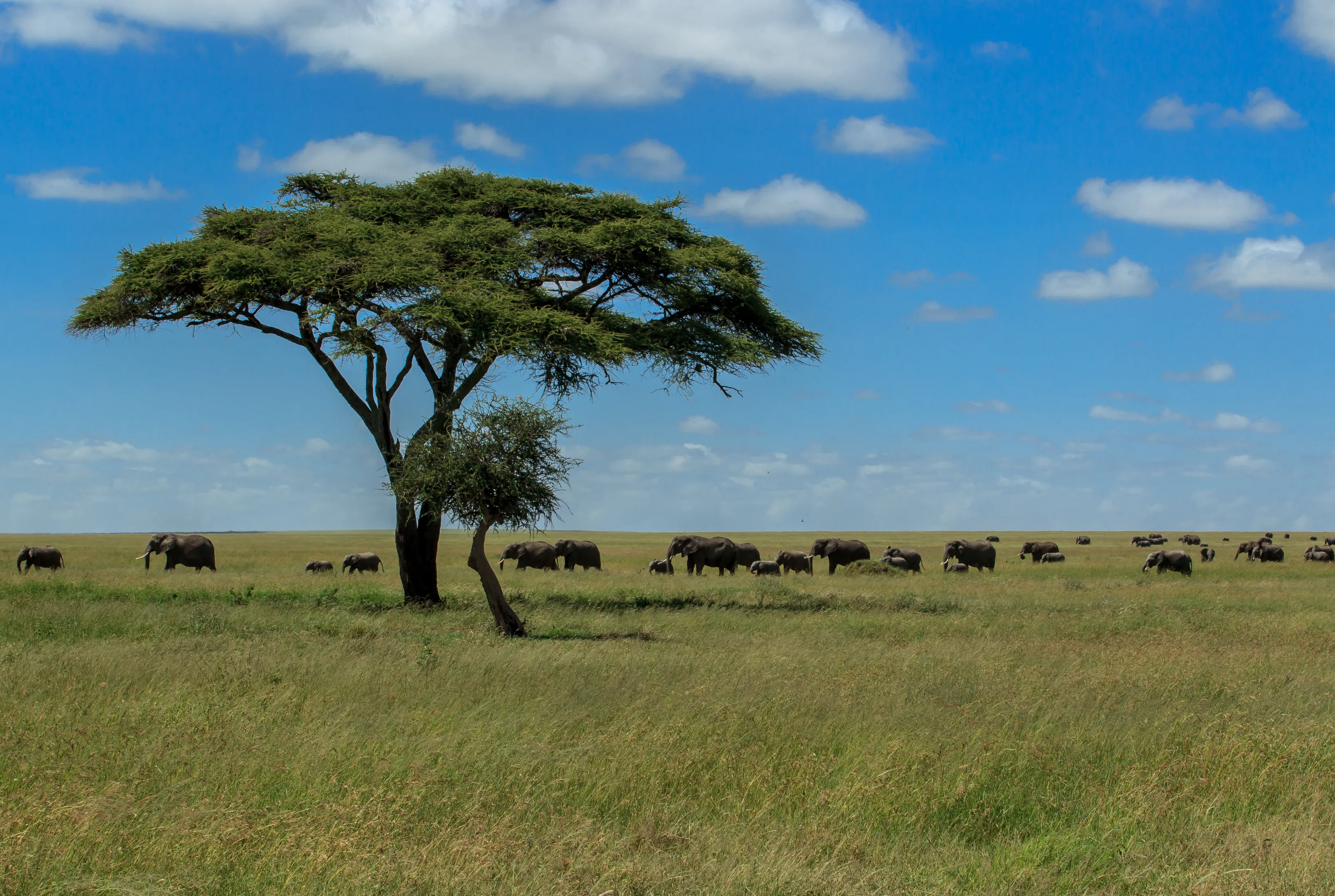 A classic 'Out of Africa' scenery