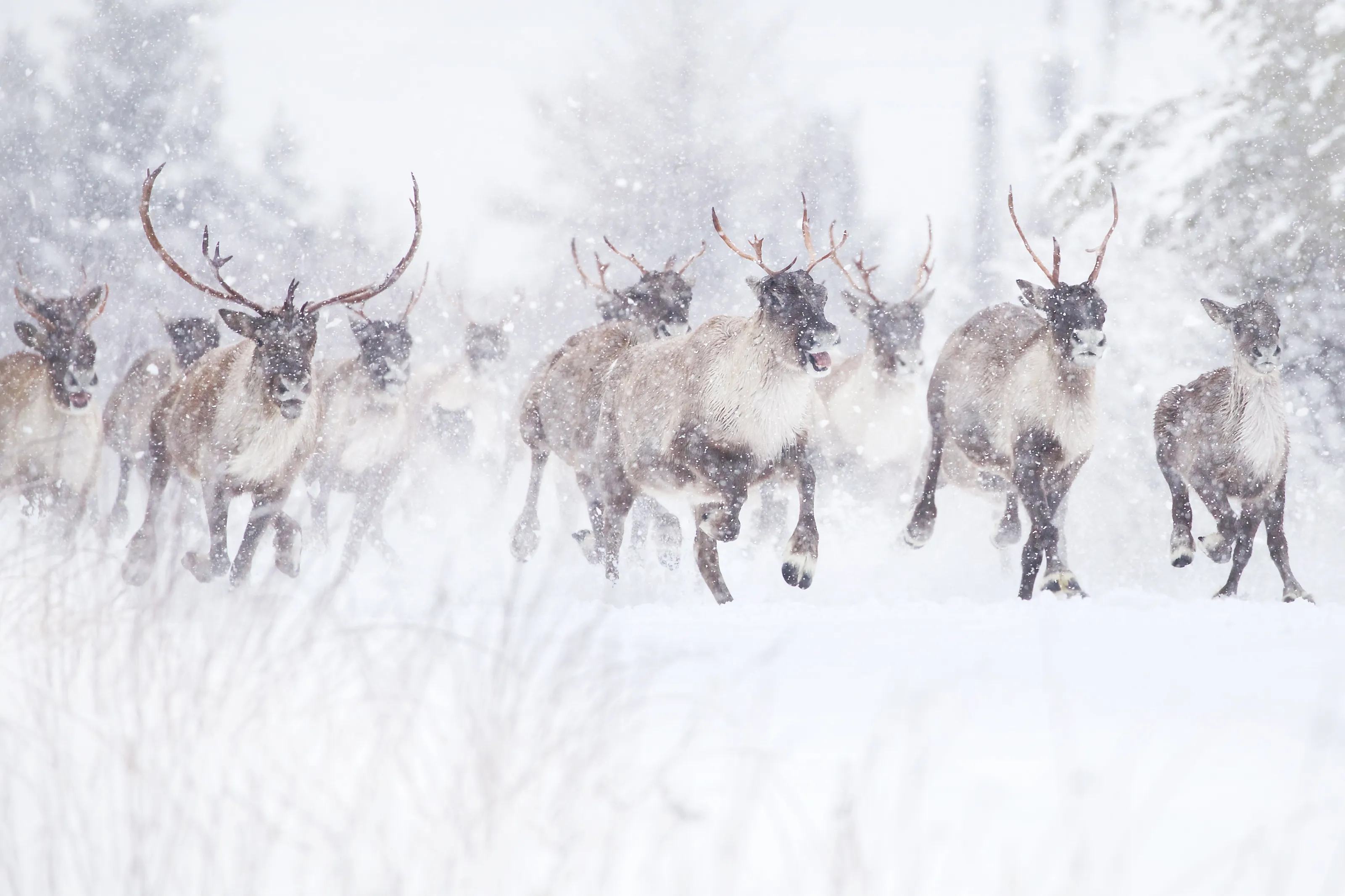 woodland caribou
