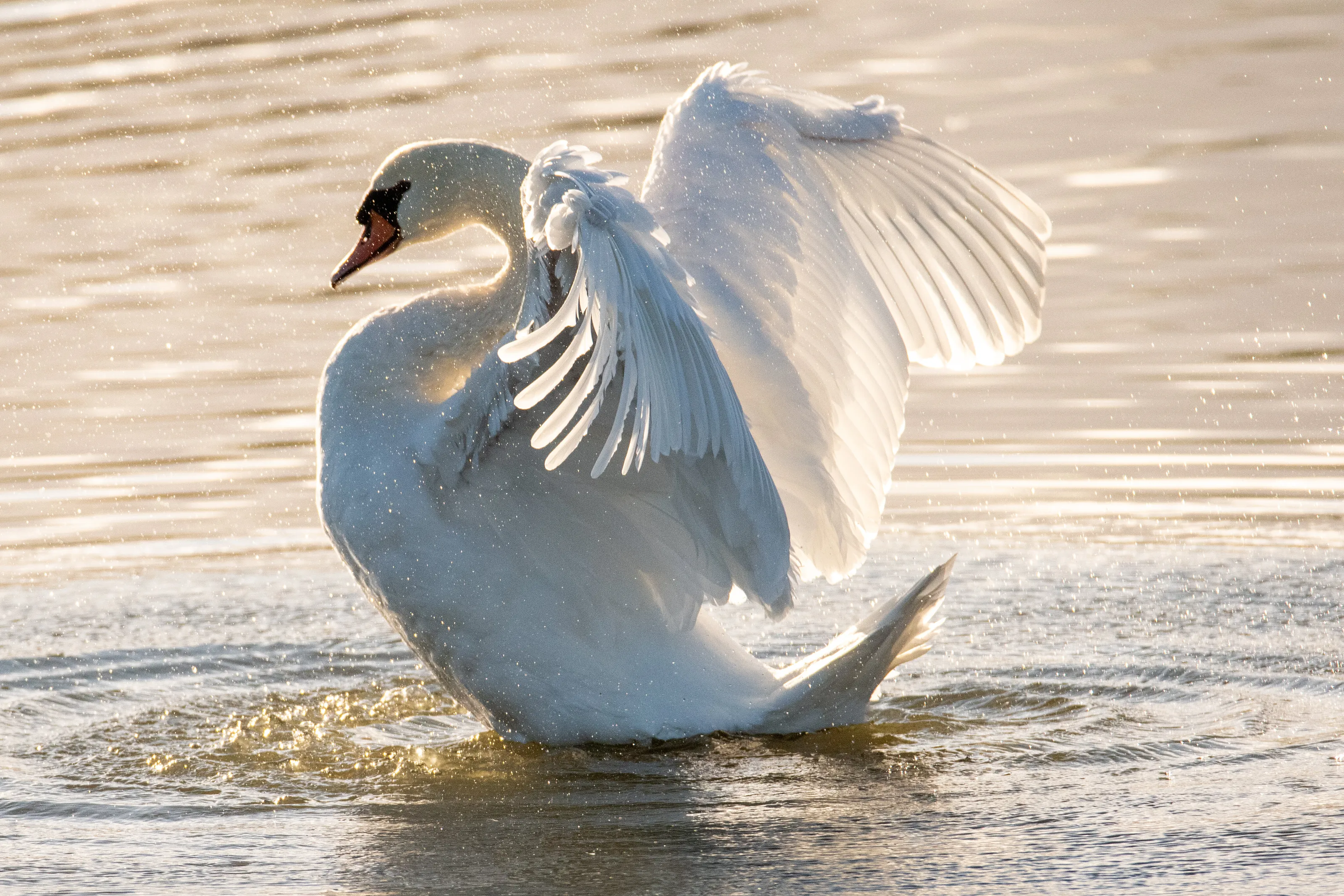 Angelic Swan