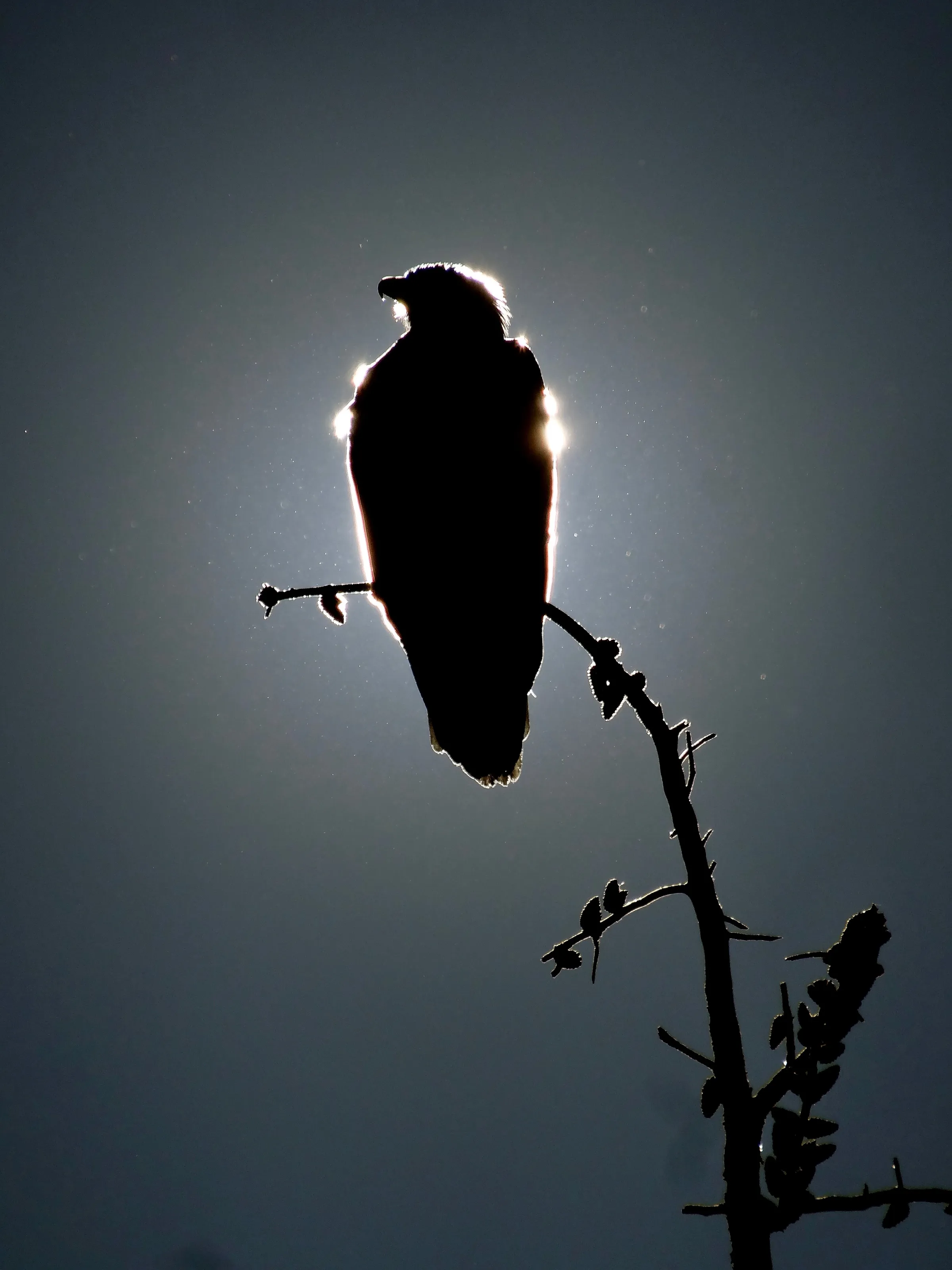 golden eagle