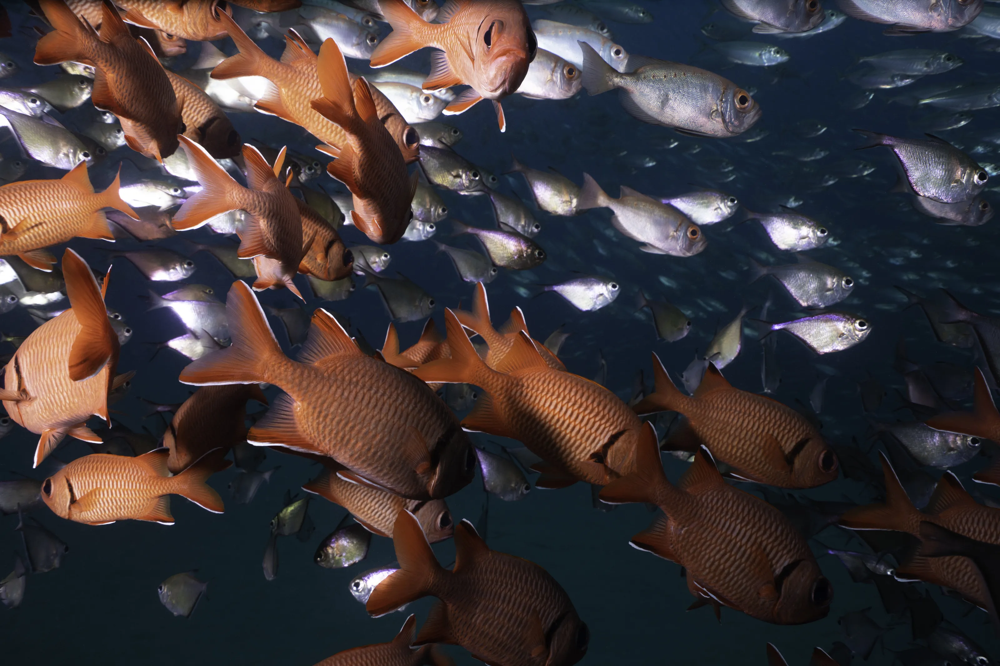 School of Fish